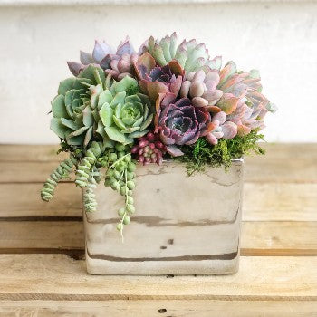 Metallic Glazed Ceramic Cube Planted with Colorful Succulents.