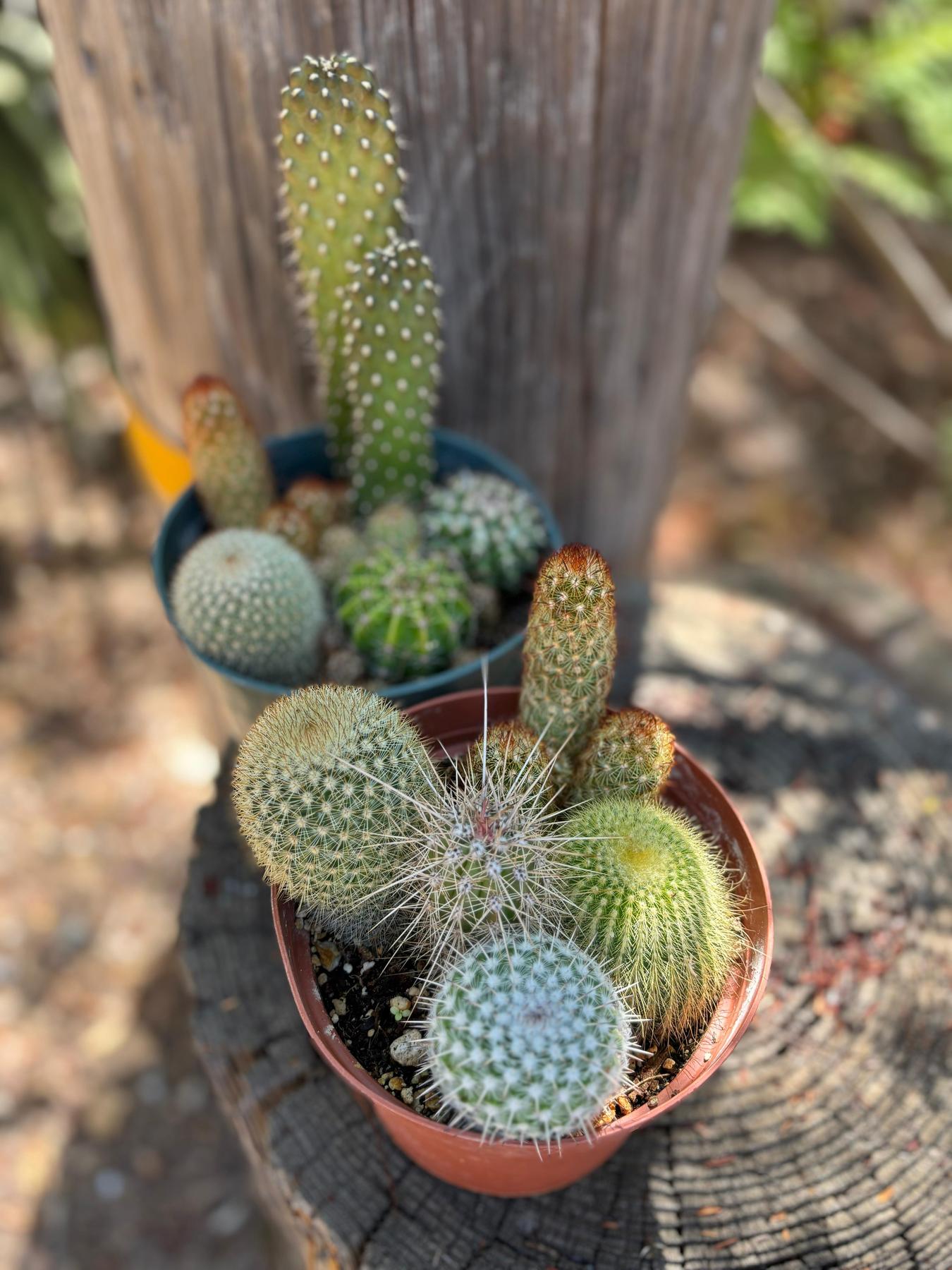Mini Cactus Garden in 6" Container-The Succulent Source