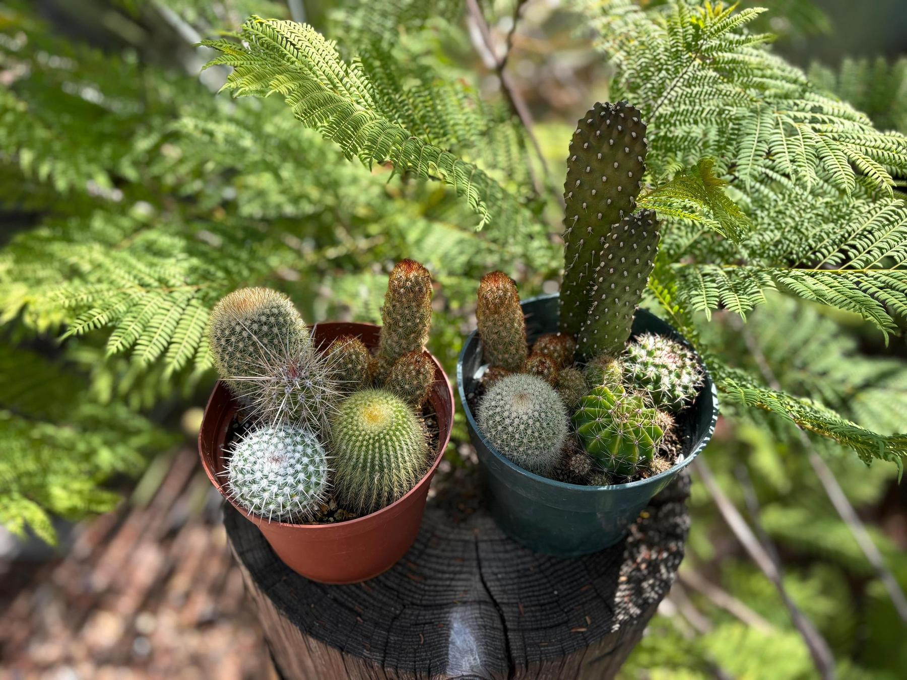 Mini Cactus Garden in 6" Container-The Succulent Source
