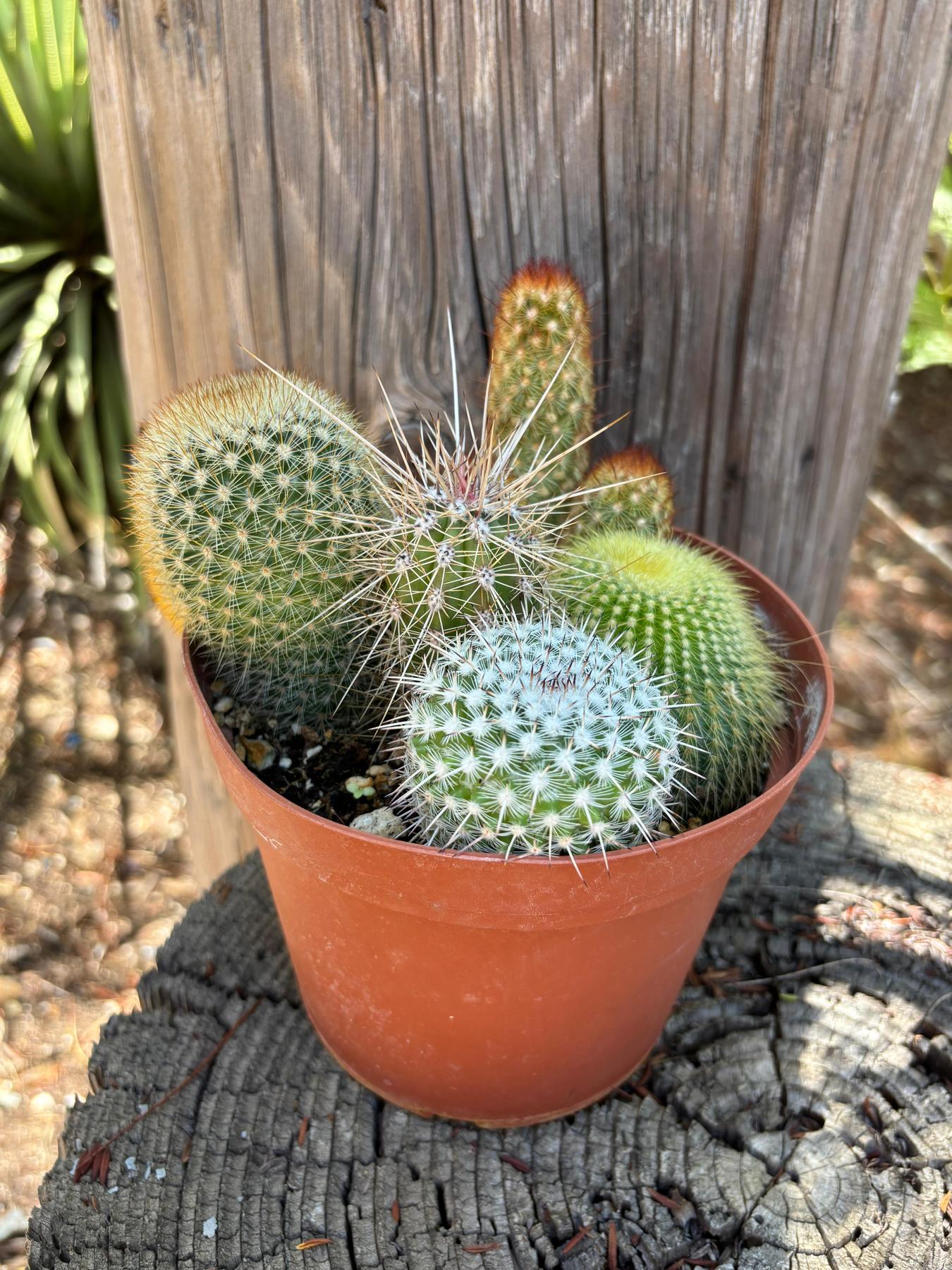 Mini Cactus Garden in 6" Container-The Succulent Source