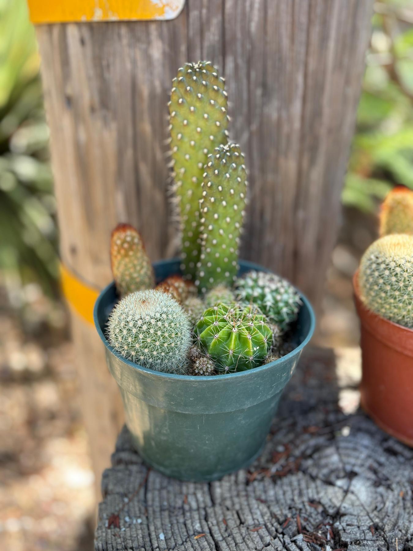 Mini Cactus Garden in 6" Container-The Succulent Source
