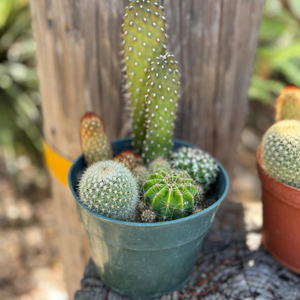 Mini Cactus Garden in 6