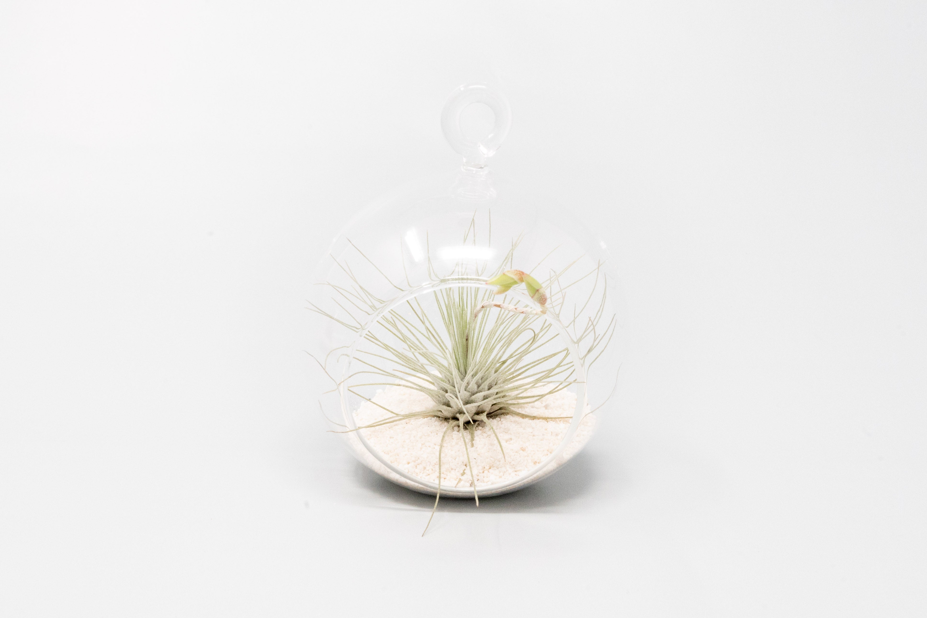 Mini Hanging Flat Bottom Beach Terrariums with White or Black Sand-gift-The Succulent Source