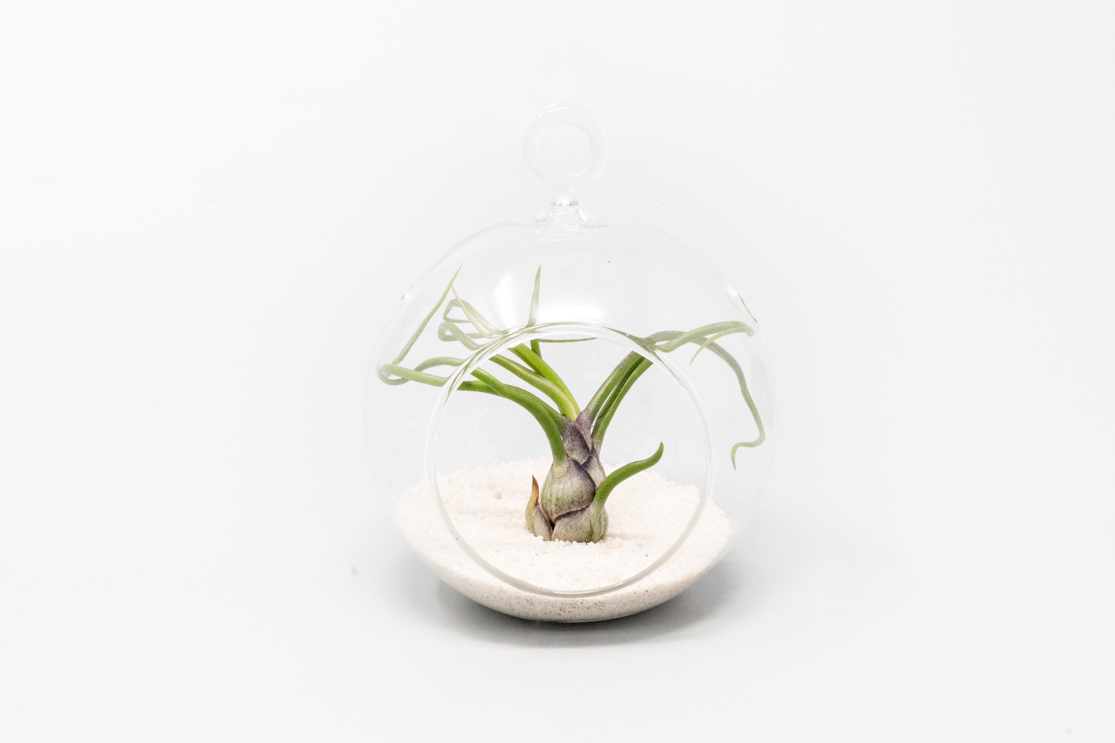 Mini Hanging Flat Bottom Beach Terrariums with White or Black Sand-gift-The Succulent Source