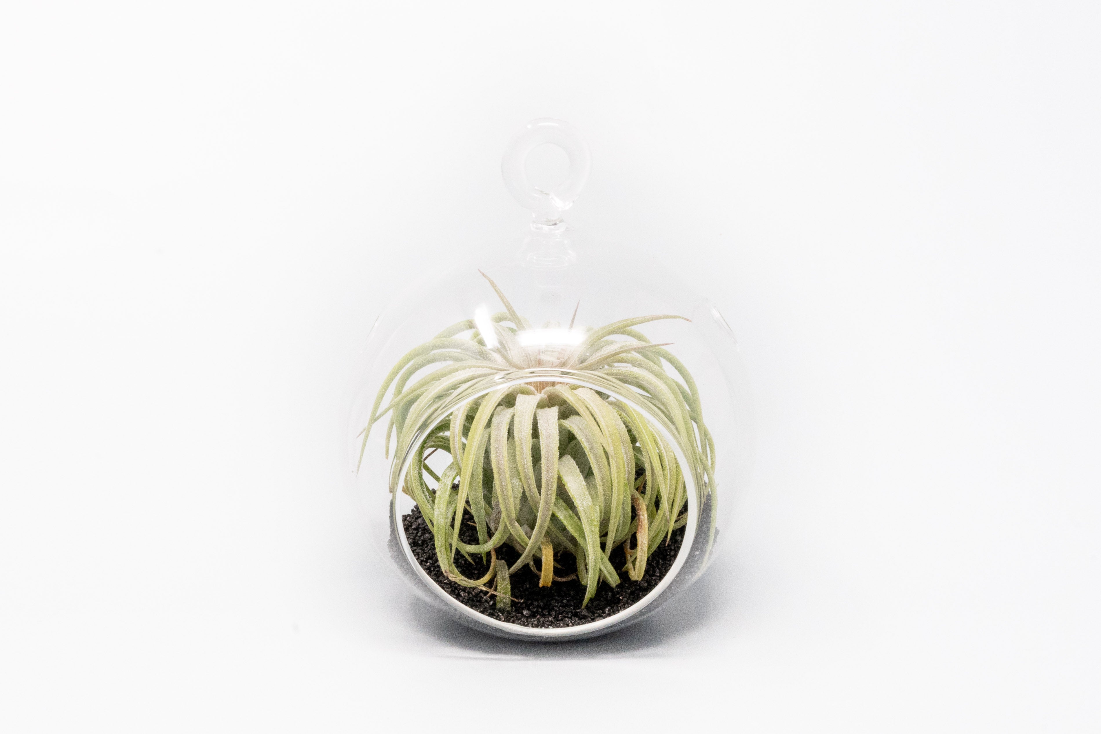 Mini Hanging Flat Bottom Beach Terrariums with White or Black Sand-gift-The Succulent Source