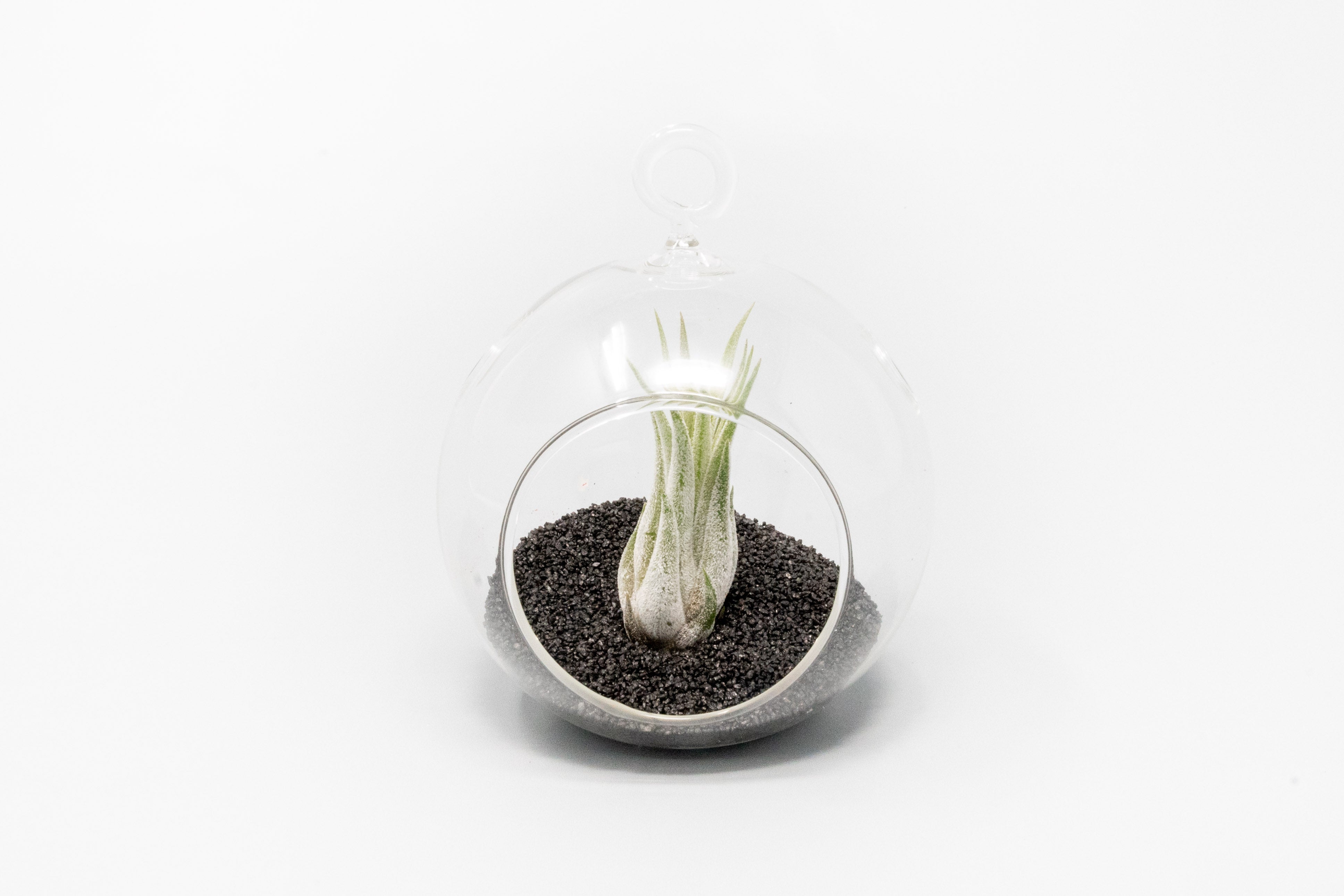 Mini Hanging Flat Bottom Beach Terrariums with White or Black Sand-gift-The Succulent Source