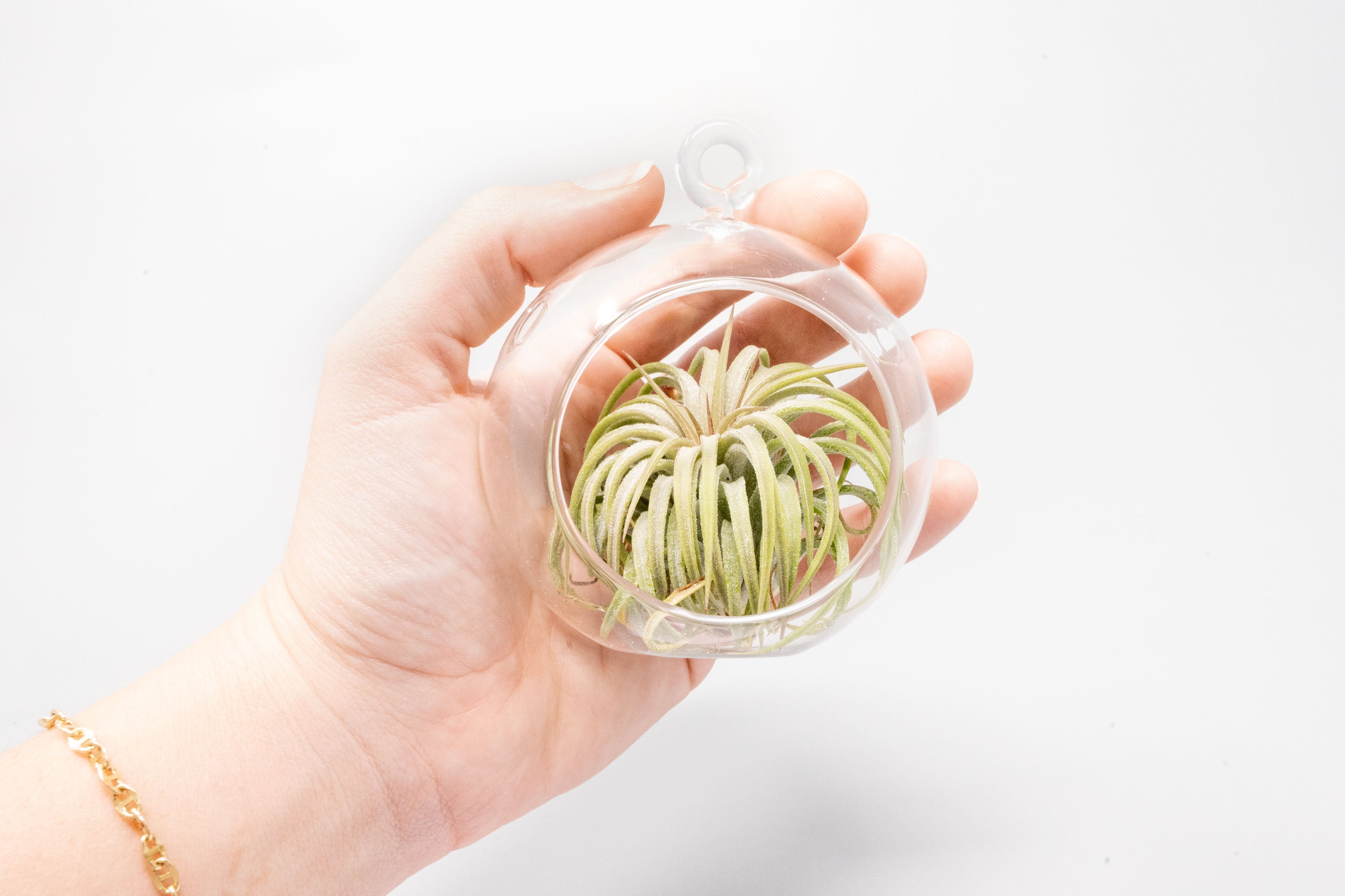 Mini Hanging Flat Bottom Beach Terrariums with White or Black Sand-gift-The Succulent Source