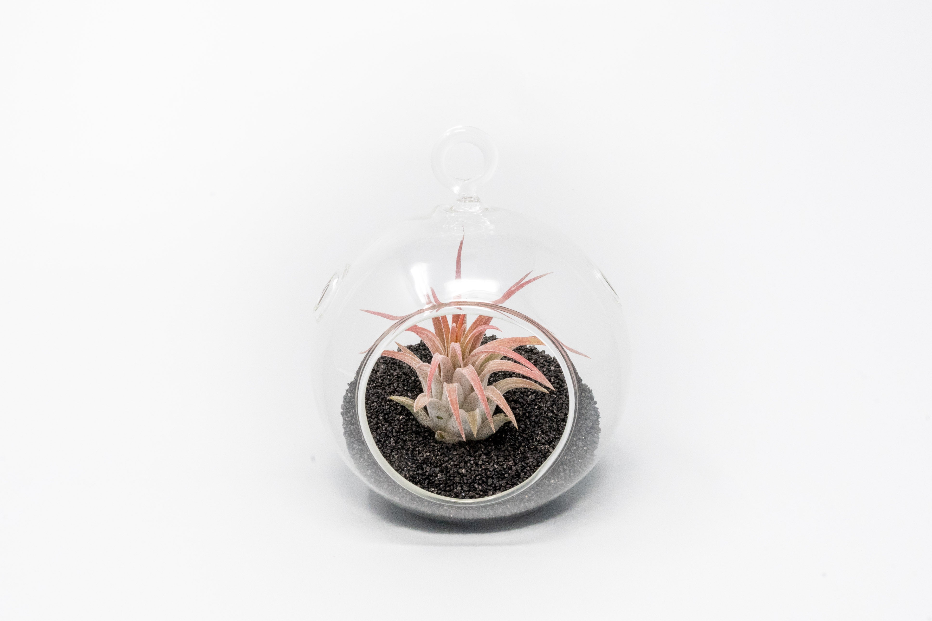 Mini Hanging Flat Bottom Beach Terrariums with White or Black Sand-gift-The Succulent Source