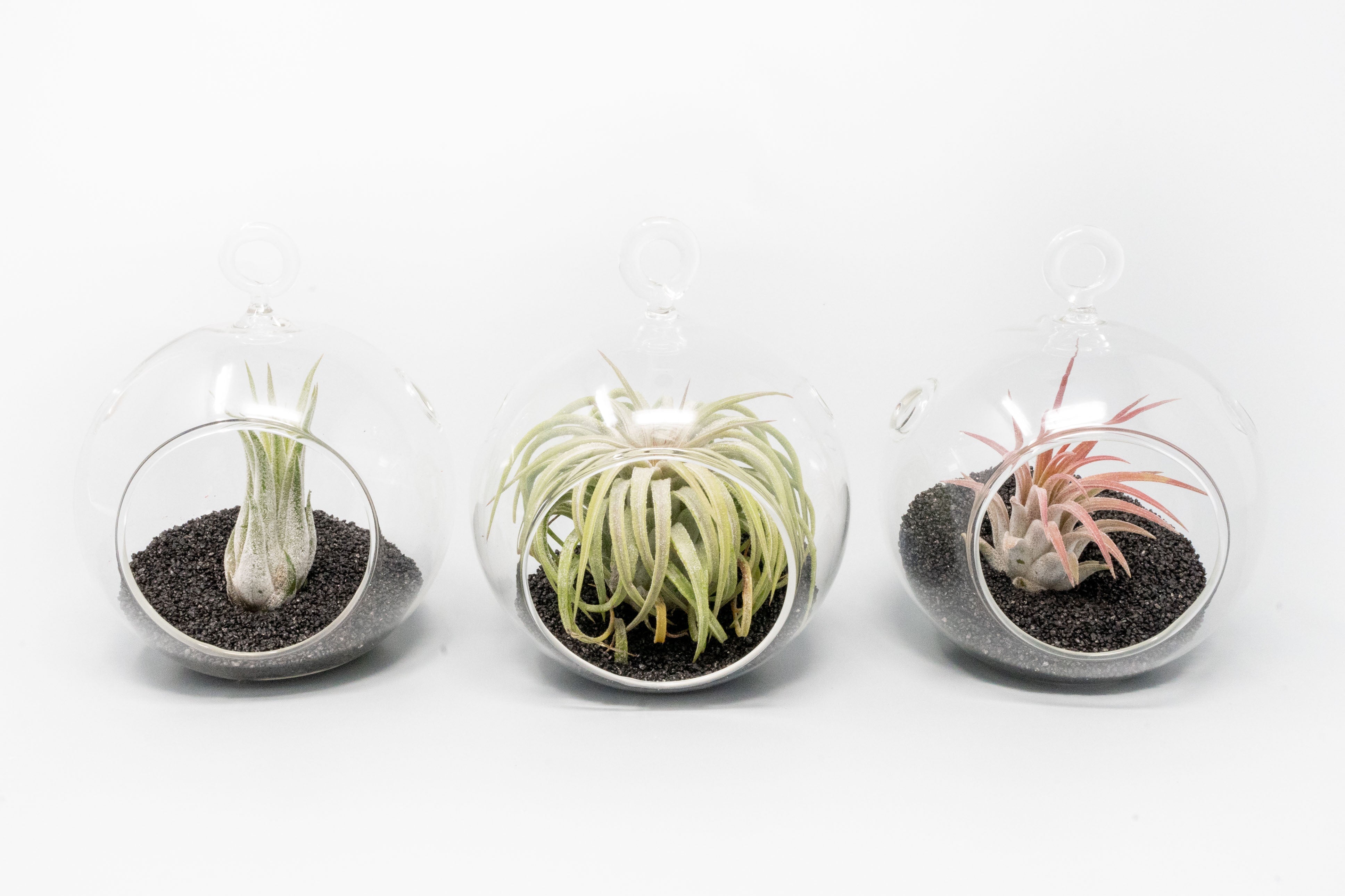 Mini Hanging Flat Bottom Beach Terrariums with White or Black Sand-gift-The Succulent Source