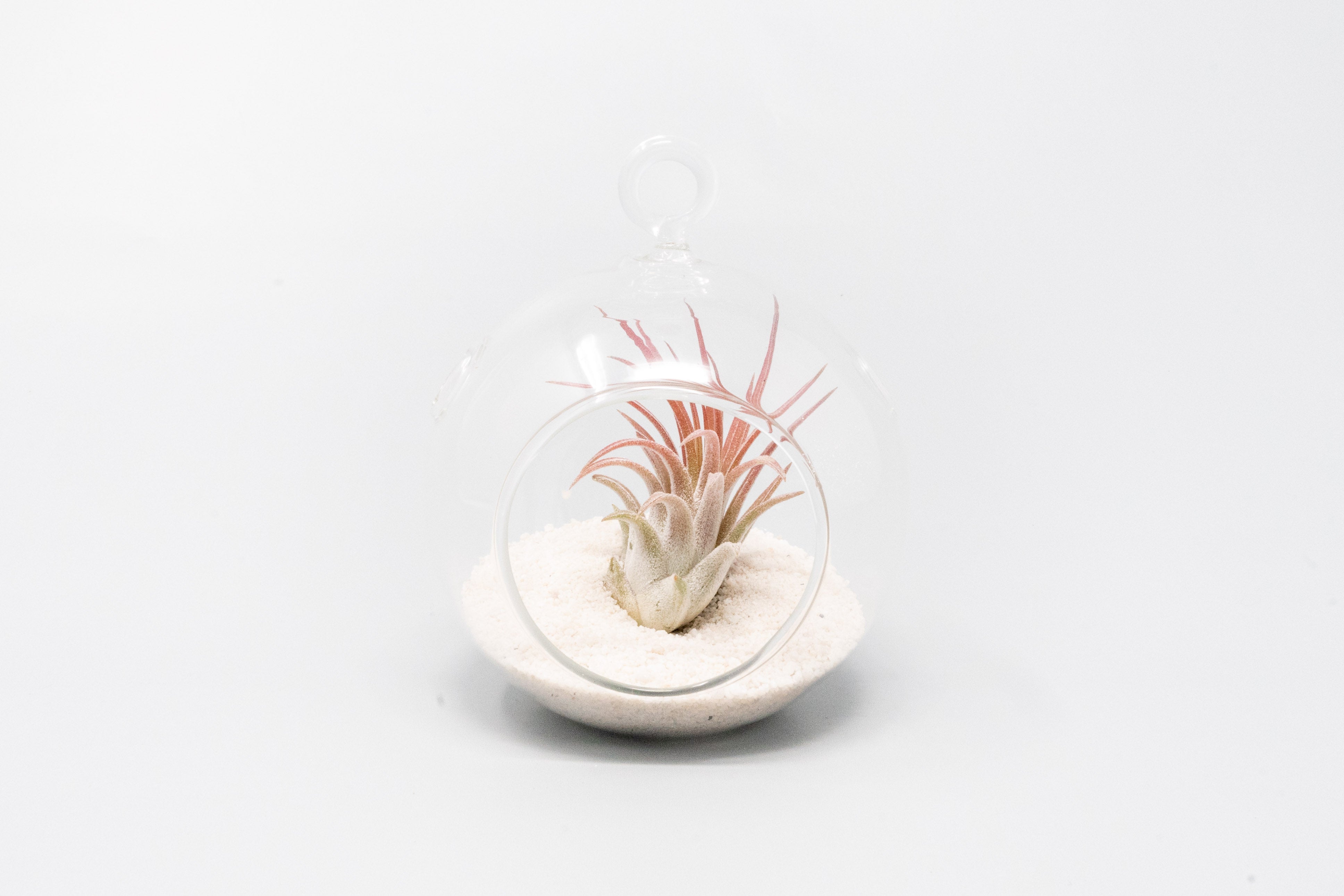 Mini Hanging Flat Bottom Beach Terrariums with White or Black Sand-gift-The Succulent Source