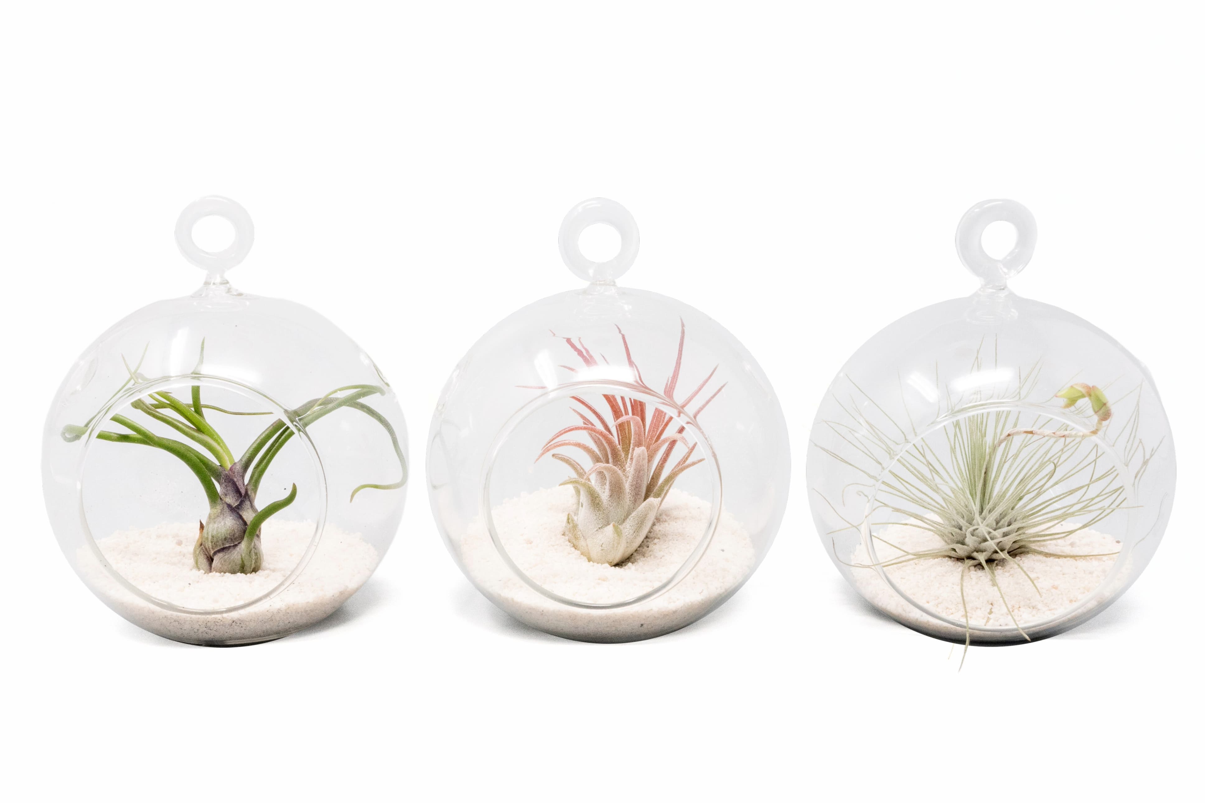 Mini Hanging Flat Bottom Beach Terrariums with White or Black Sand-gift-The Succulent Source