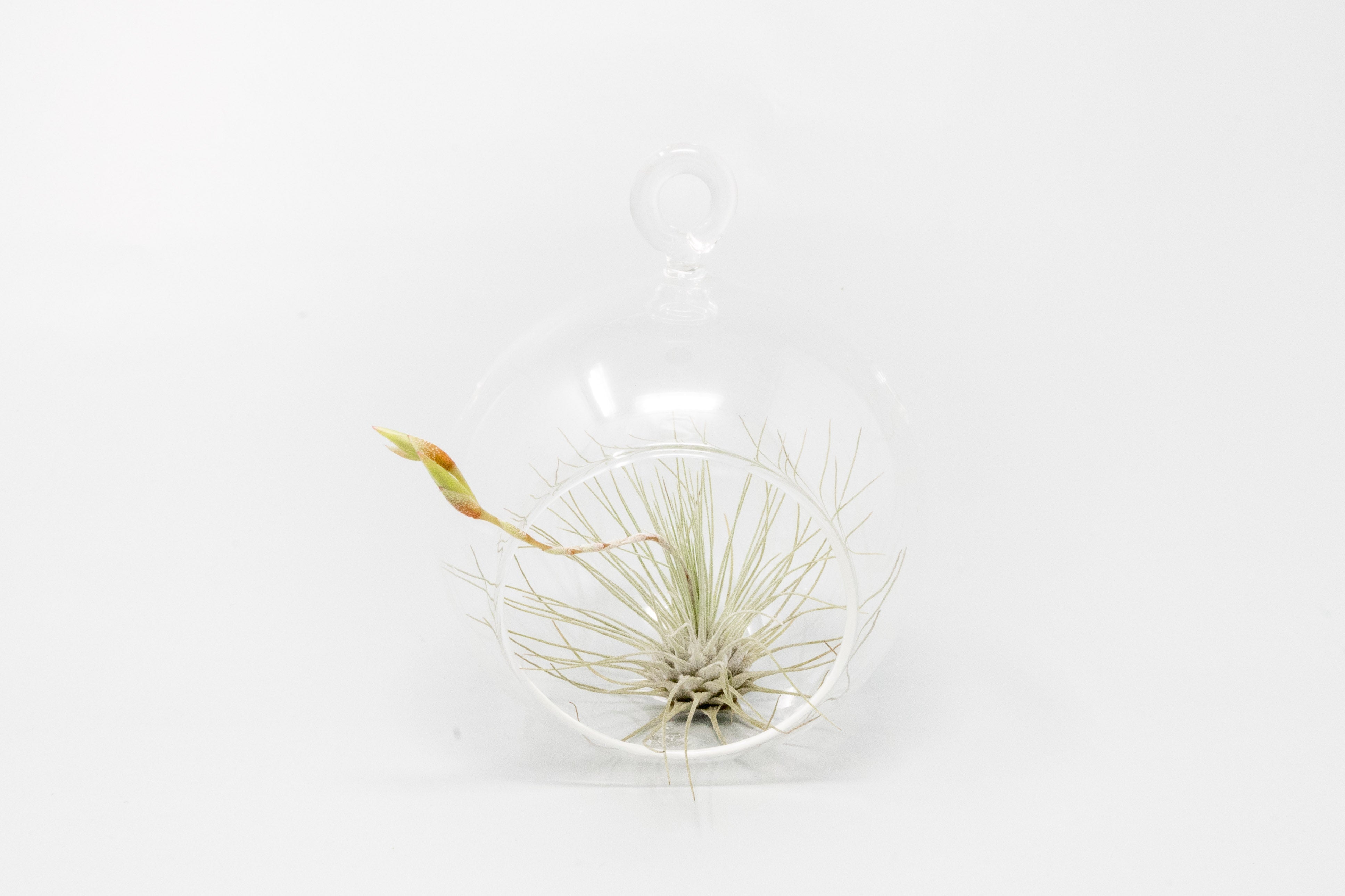 Mini Hanging Flat Bottom Glass Terrariums with Assorted Tillandsia Air Plants-gift-The Succulent Source