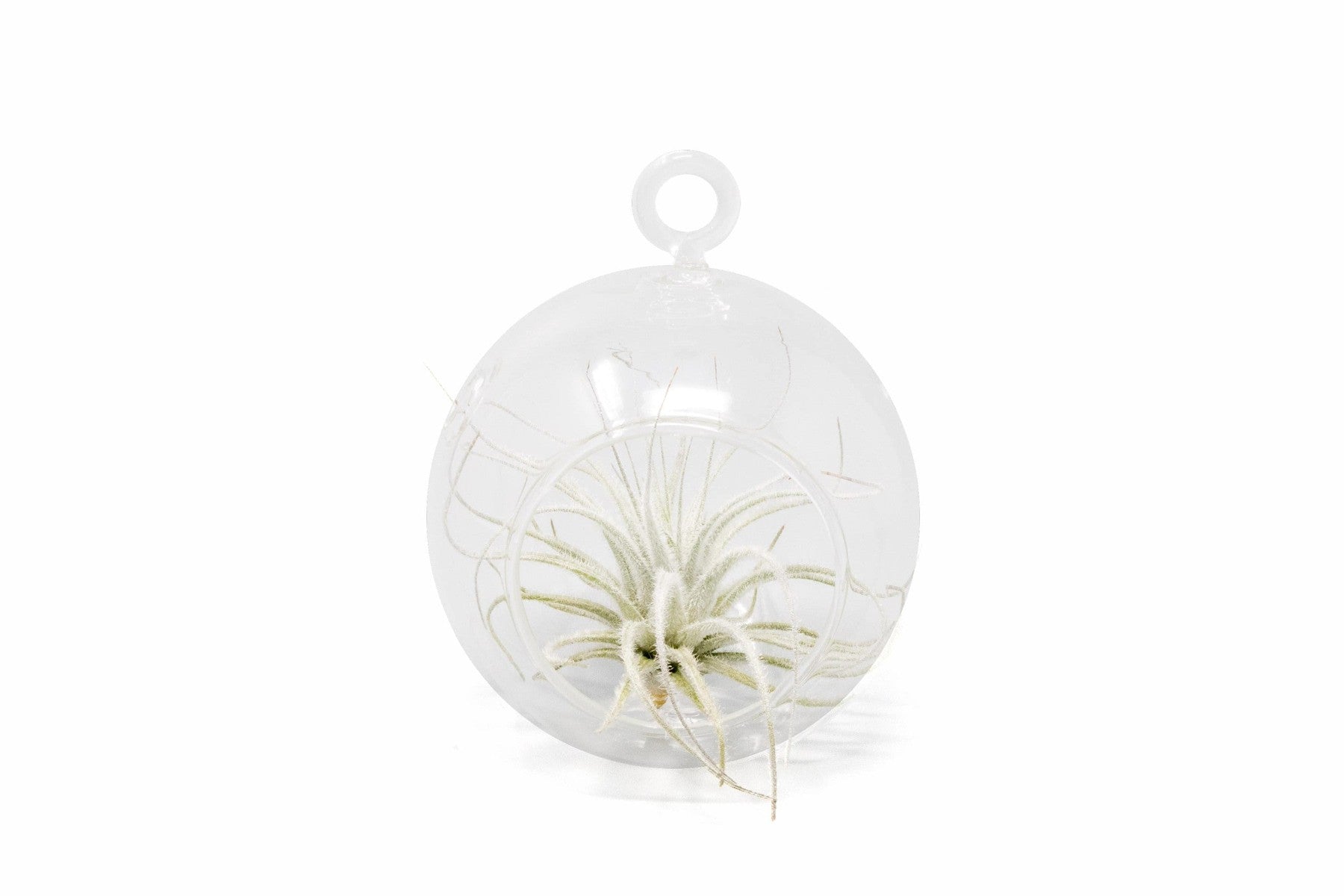 Mini Hanging Flat Bottom Glass Terrariums with Assorted Tillandsia Air Plants-gift-The Succulent Source