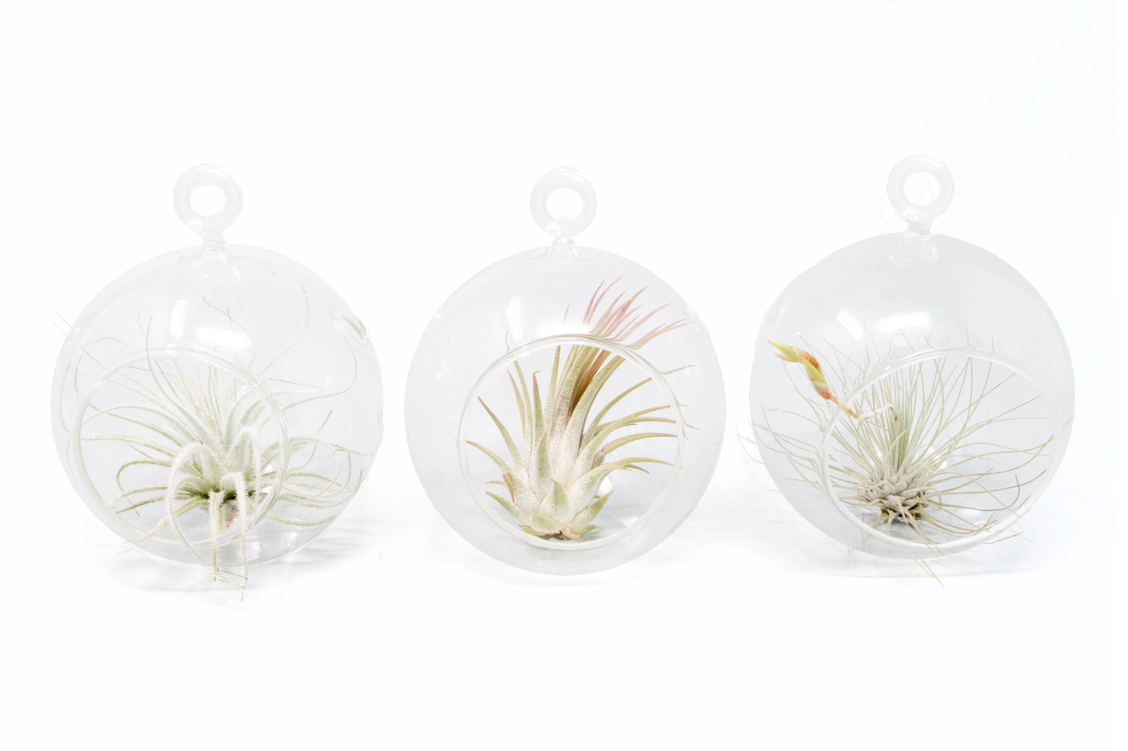 Mini Hanging Flat Bottom Glass Terrariums with Assorted Tillandsia Air Plants-gift-The Succulent Source