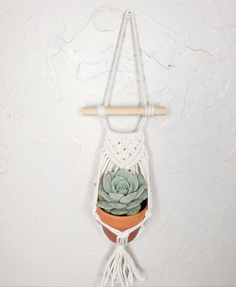Mini Macrame Hanger with 2.5" succulent-Succulent - Gift-The Succulent Source