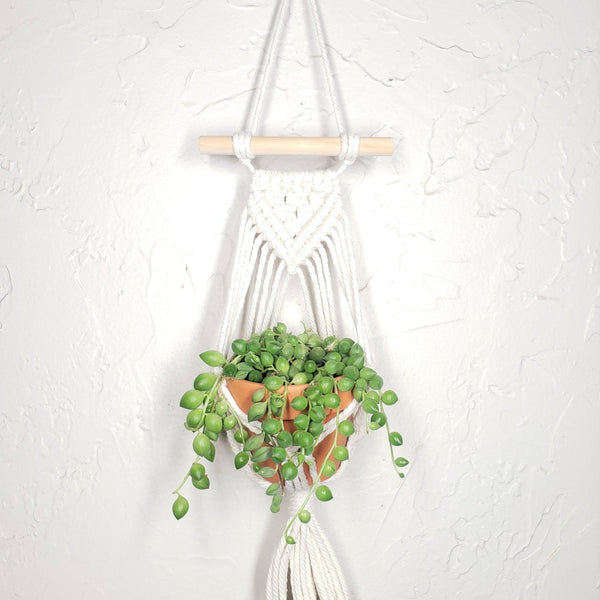 serrv mini macrame plant hanger Mini Macrame Hanger with 2.5" succulent