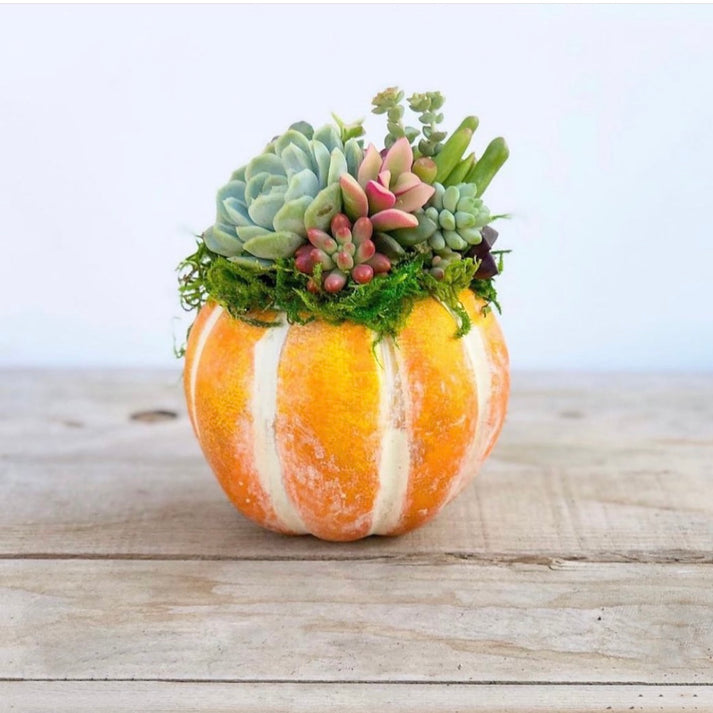 Mini Succulent Trimmed Pixie Pumpkin-Succulent - Arrangement-The Succulent Source