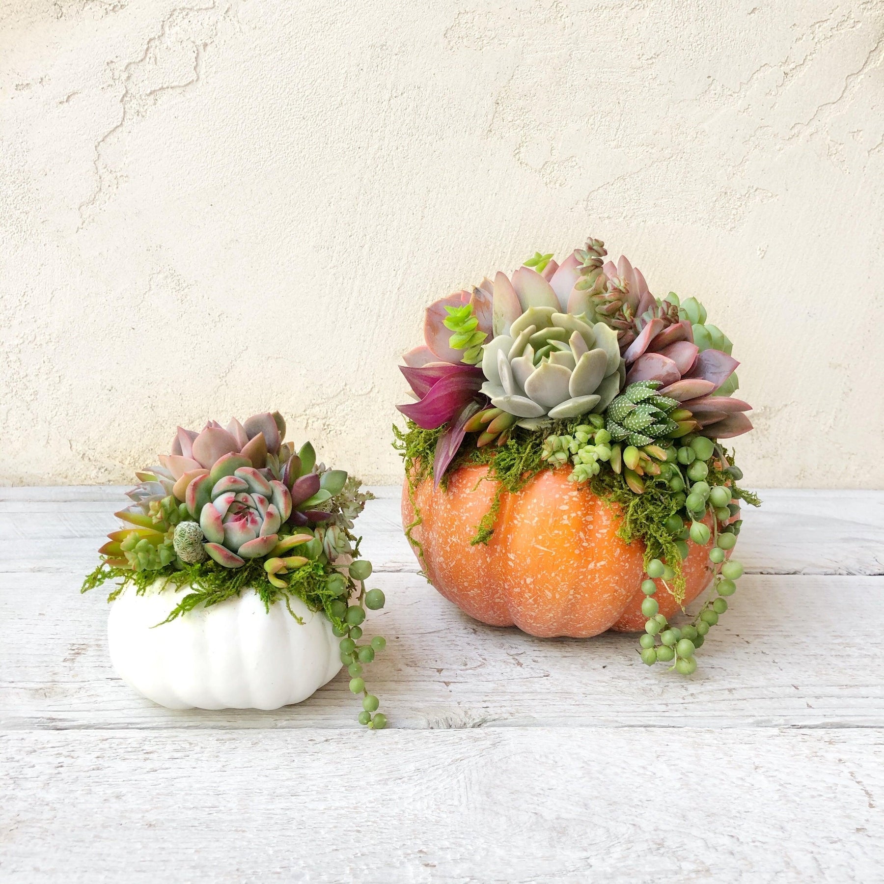 Mini Succulent Trimmed Pixie Pumpkin.