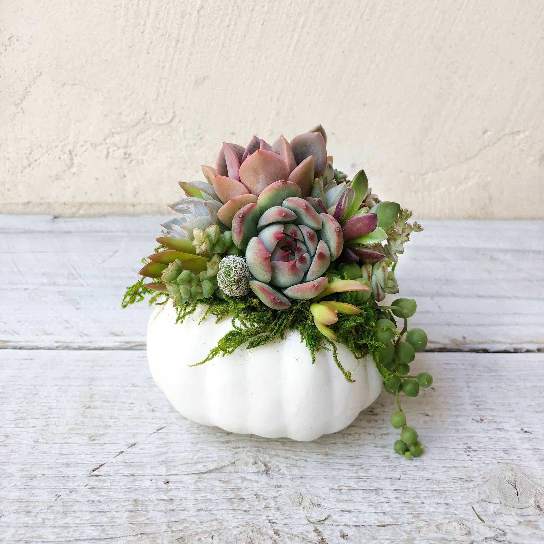 Mini Succulent Trimmed Pixie Pumpkin.