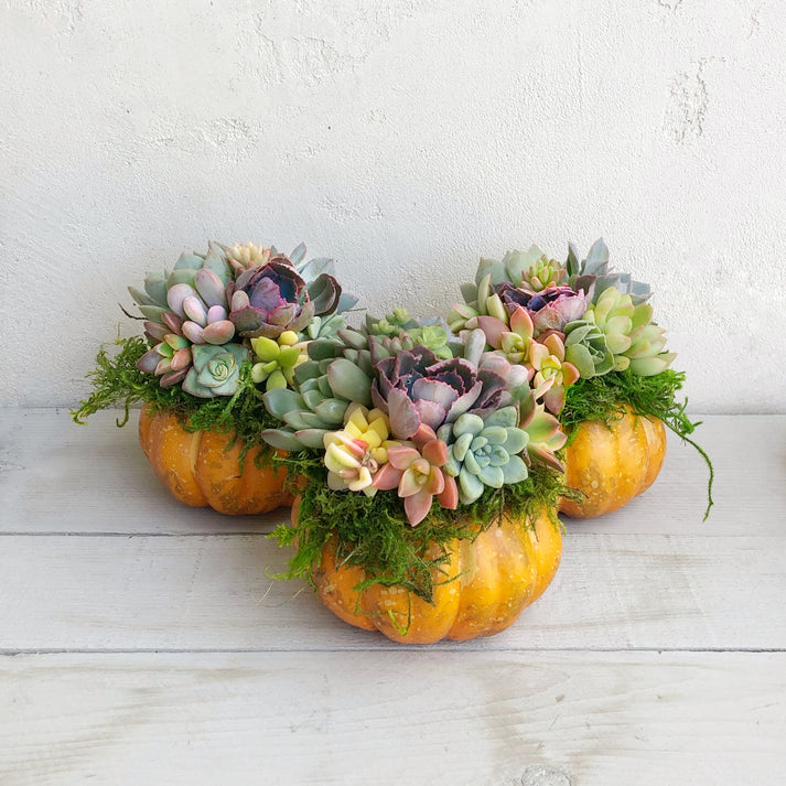 Mini Succulent Trimmed Pixie Pumpkin-Succulent - Arrangement-The Succulent Source