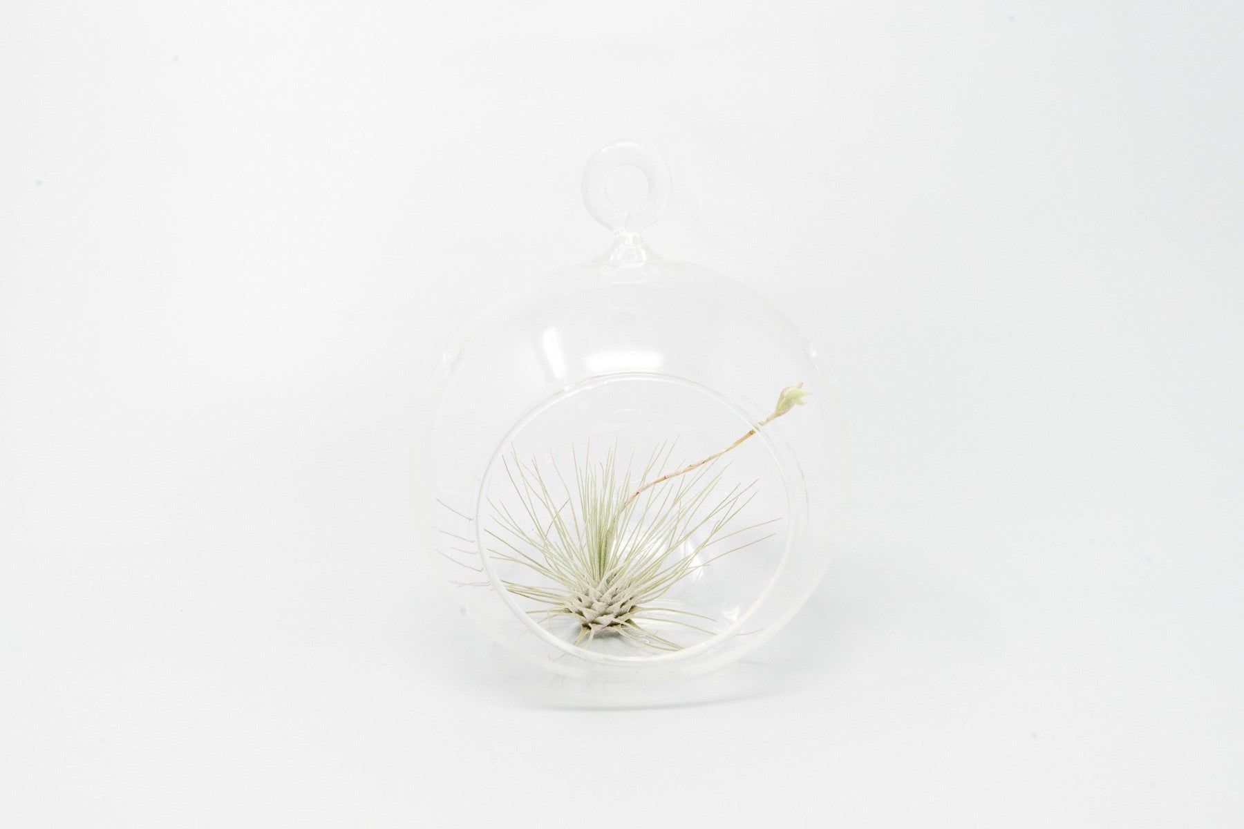 Minimalist Terrarium in a Glass Globe with Flat Bottom - Choose Your Custom Tillandsia Air Plant-gift-The Succulent Source