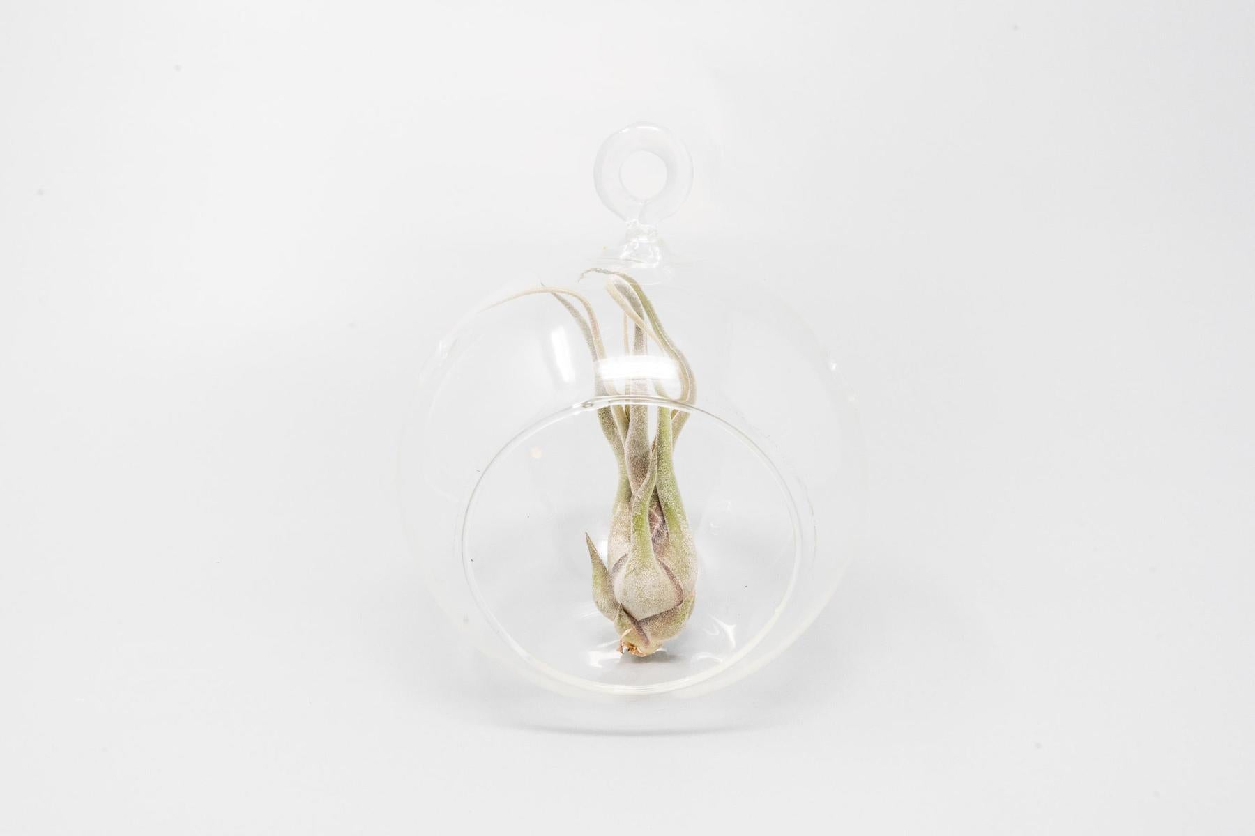 Minimalist Terrarium in a Glass Globe with Flat Bottom - Choose Your Custom Tillandsia Air Plant-gift-The Succulent Source