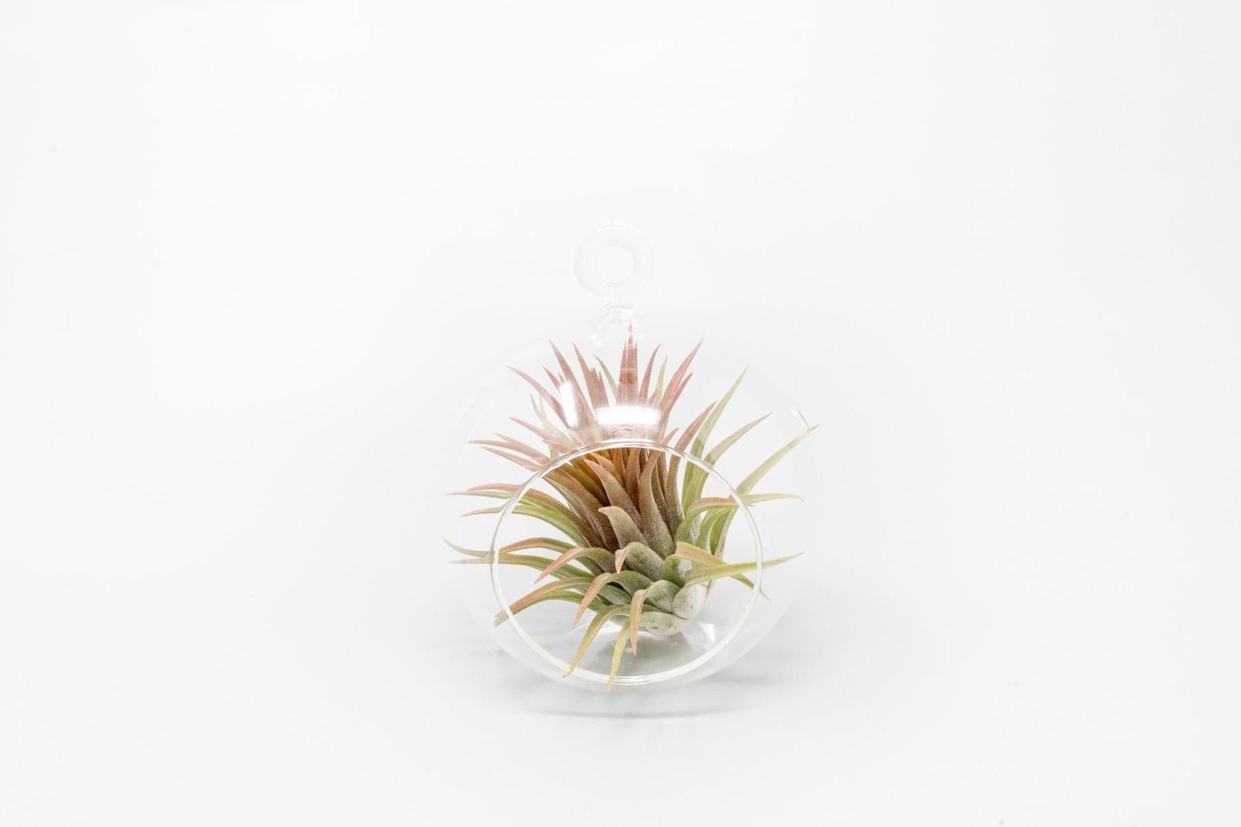 Minimalist Terrarium in a Glass Globe with Flat Bottom - Choose Your Custom Tillandsia Air Plant-gift-The Succulent Source