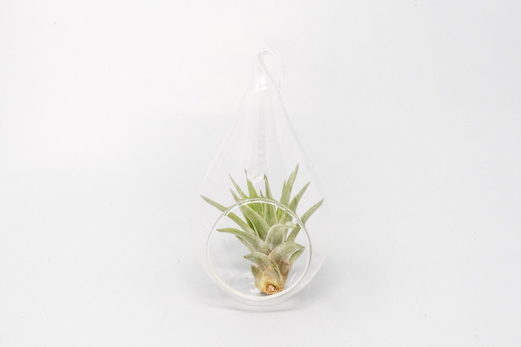 Minimalist Terrarium in a Glass Teardrop - Choose Your Custom Tillandsia Air Plant-gift-The Succulent Source