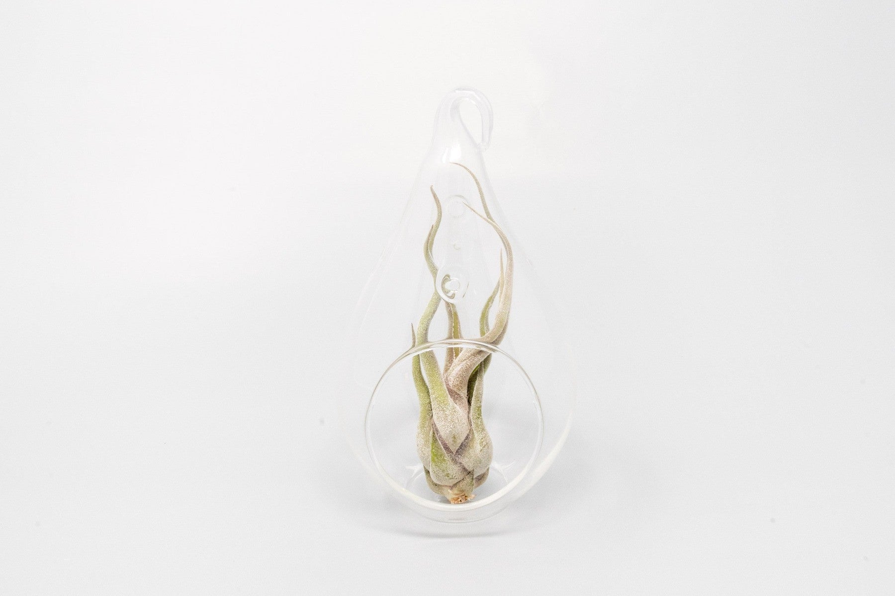 Minimalist Terrarium in a Glass Teardrop - Choose Your Custom Tillandsia Air Plant-gift-The Succulent Source