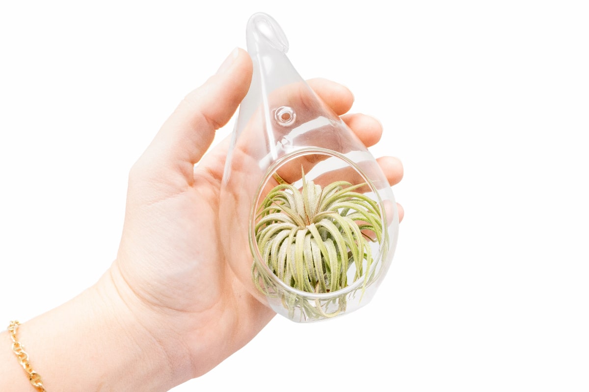 Minimalist Terrarium in a Glass Teardrop - Choose Your Custom Tillandsia Air Plant-gift-The Succulent Source