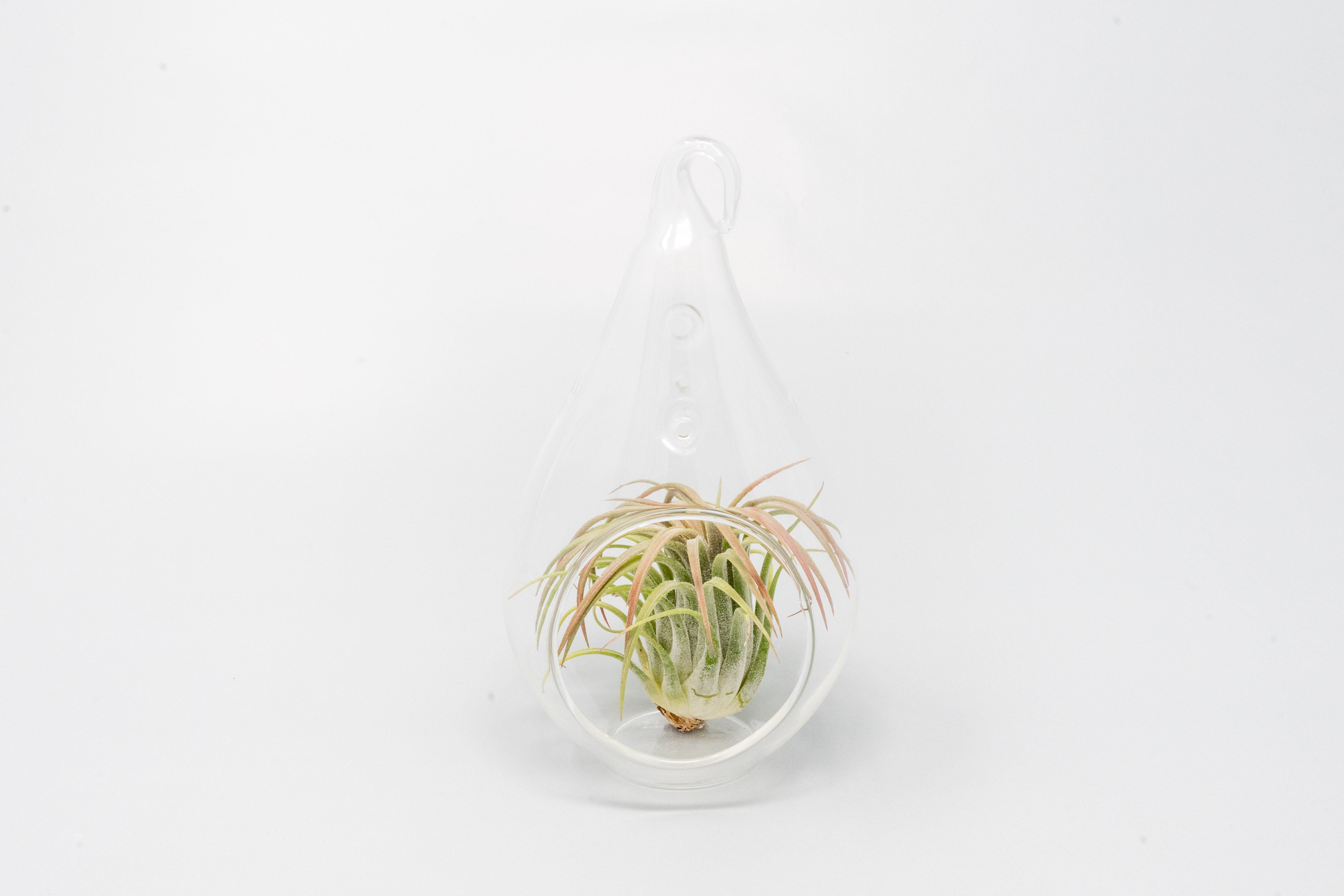 Minimalist Terrarium in a Glass Teardrop - Choose Your Custom Tillandsia Air Plant-gift-The Succulent Source