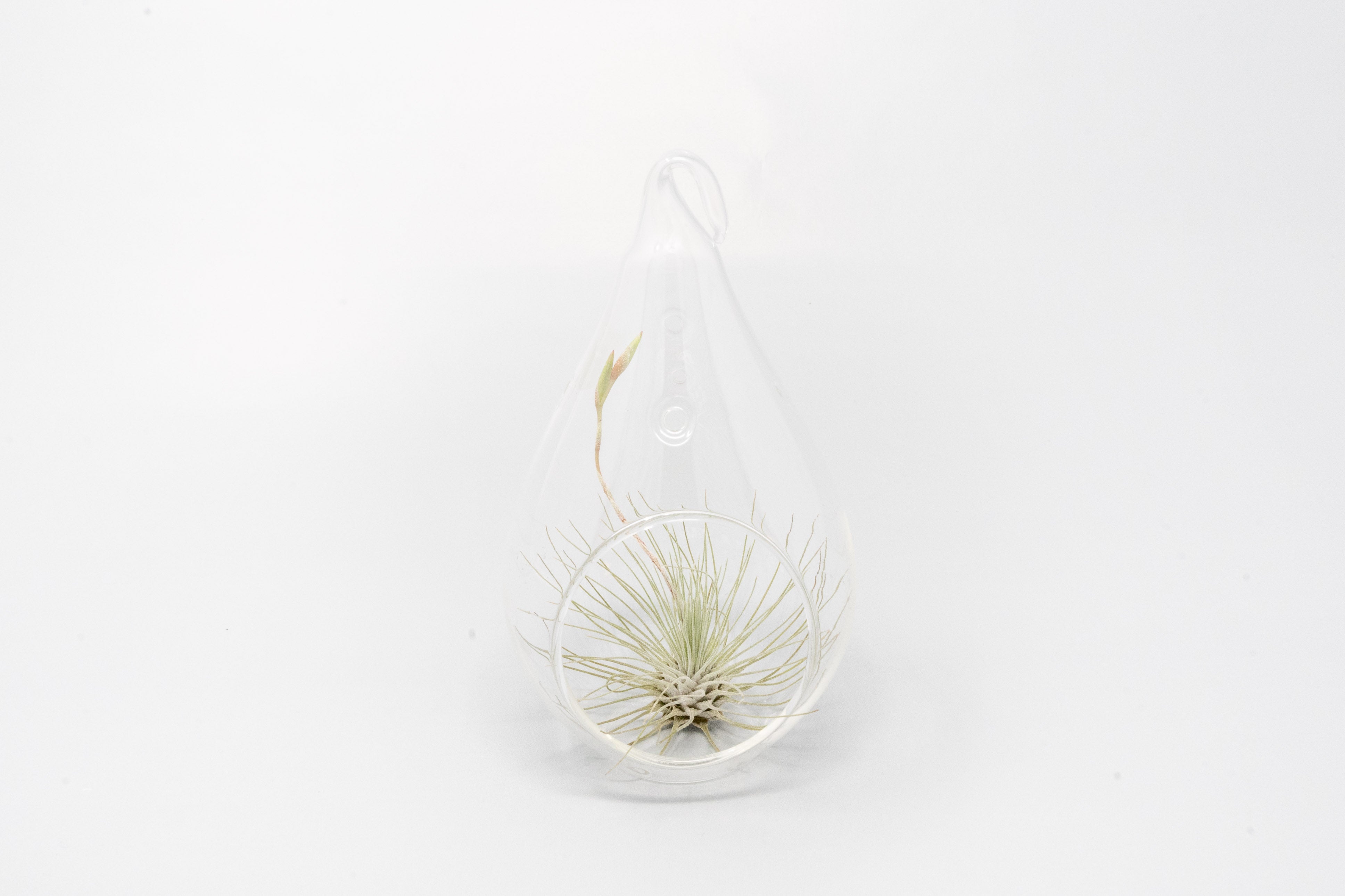 Minimalist Terrarium in a Glass Teardrop - Choose Your Custom Tillandsia Air Plant-gift-The Succulent Source