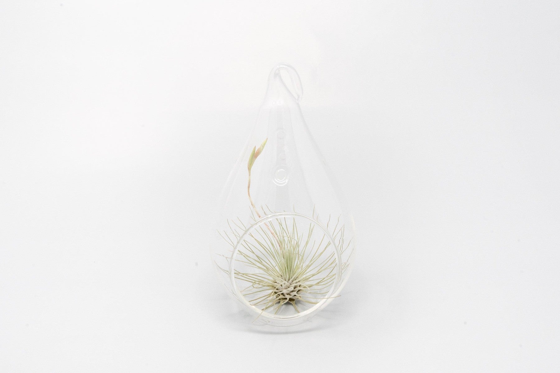 Minimalist Terrarium in a Glass Teardrop - Choose Your Custom Tillandsia Air Plant-gift-The Succulent Source