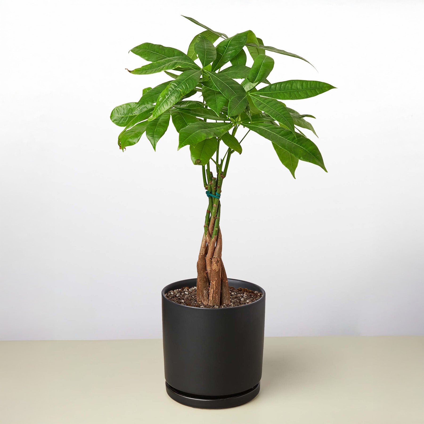Money Tree 'Guiana Chestnut' Pachira Braid-Indoor Plants-The Succulent Source