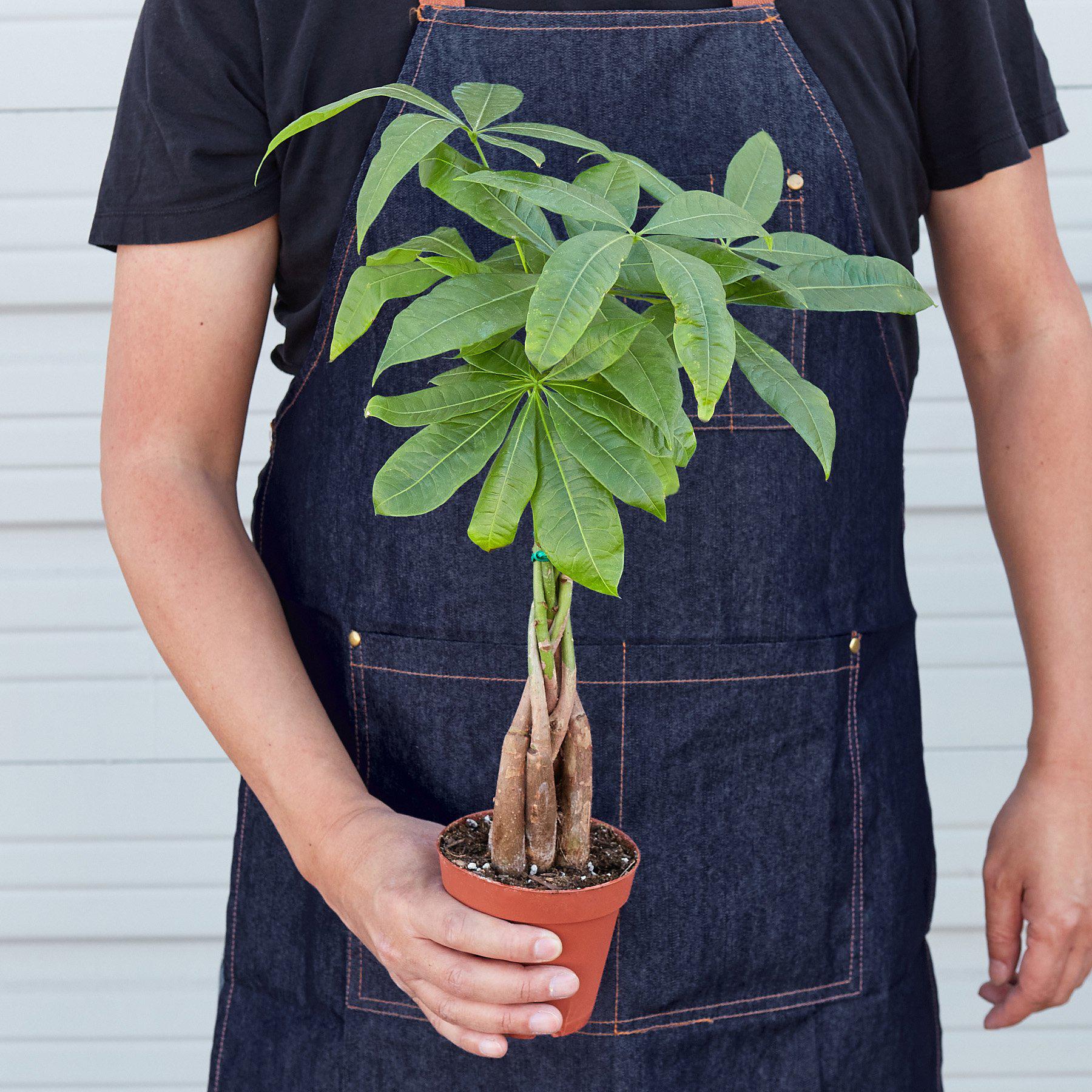Money Tree 'Guiana Chestnut' Pachira Braid-Indoor Plants-The Succulent Source