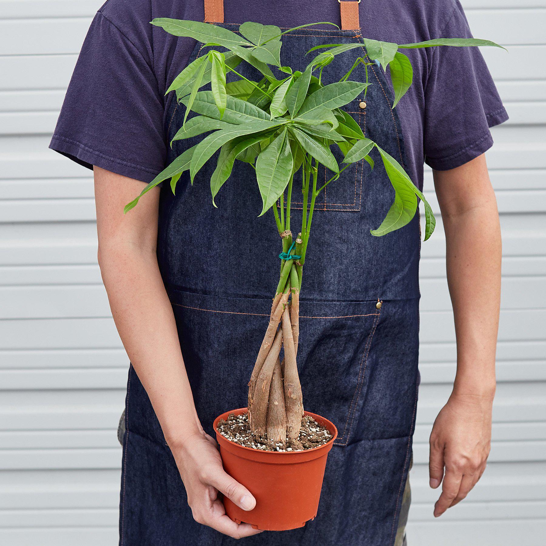 Money Tree 'Guiana Chestnut' Pachira Braid-Indoor Plants-The Succulent Source