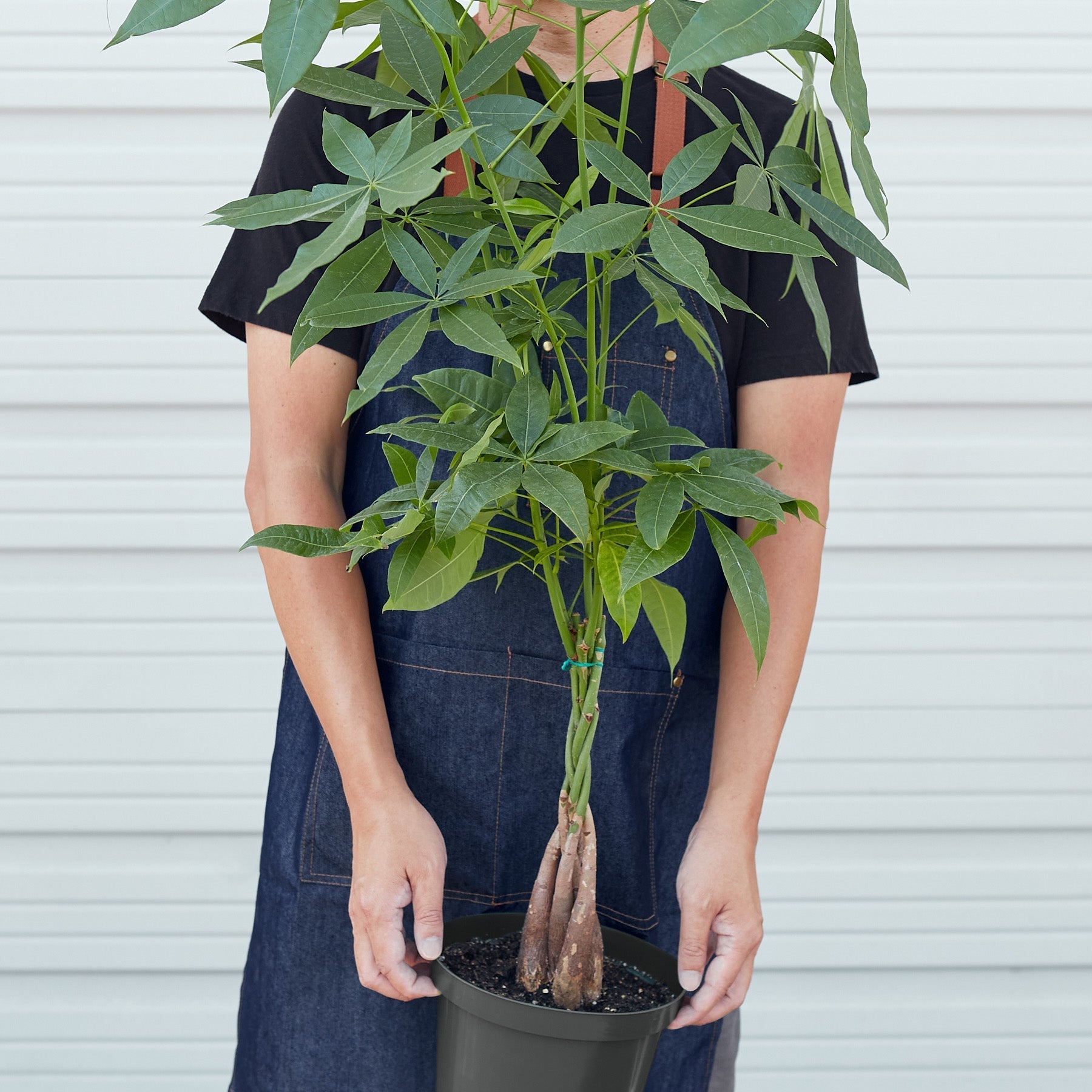 Money Tree 'Guiana Chestnut' Pachira Braid-Indoor Plants-The Succulent Source