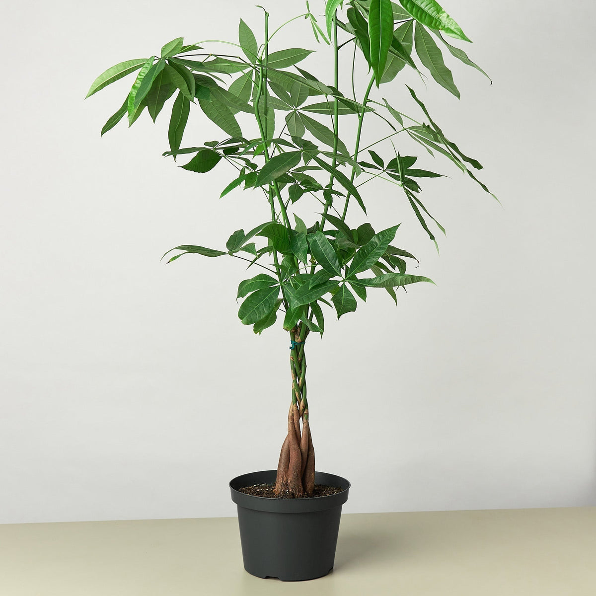 Money Tree 'Guiana Chestnut' Pachira Braid-Indoor Plants-The Succulent Source