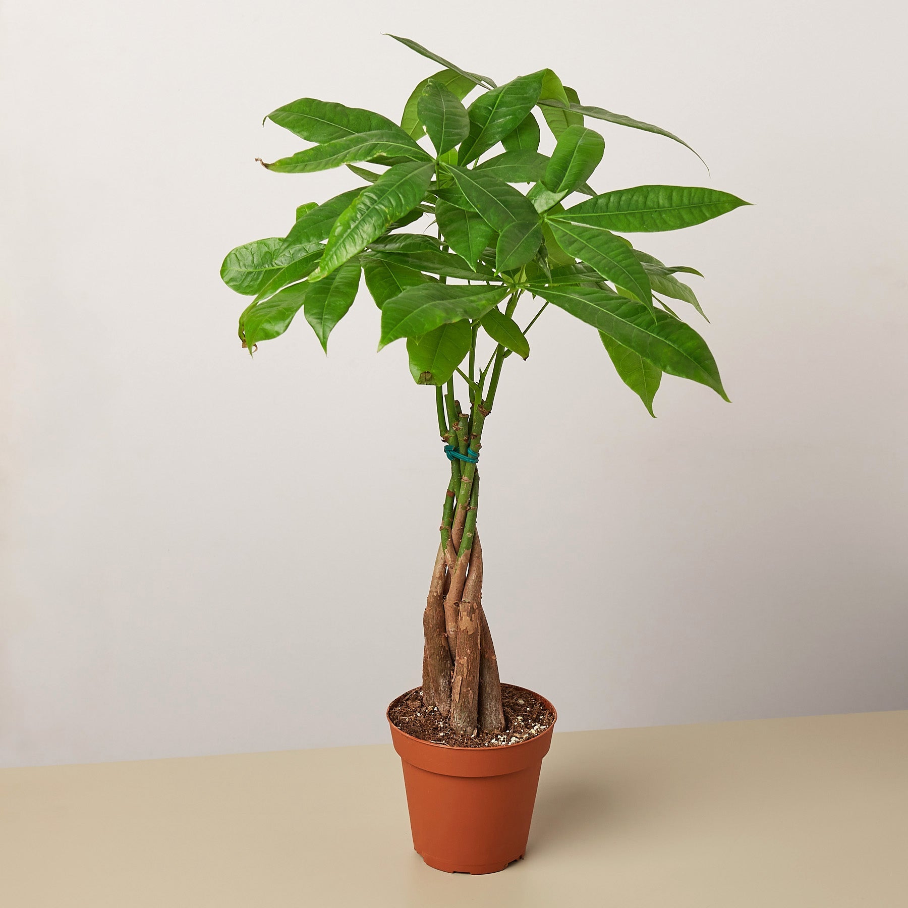 Money Tree 'Guiana Chestnut' Pachira Braid-Indoor Plants-The Succulent Source