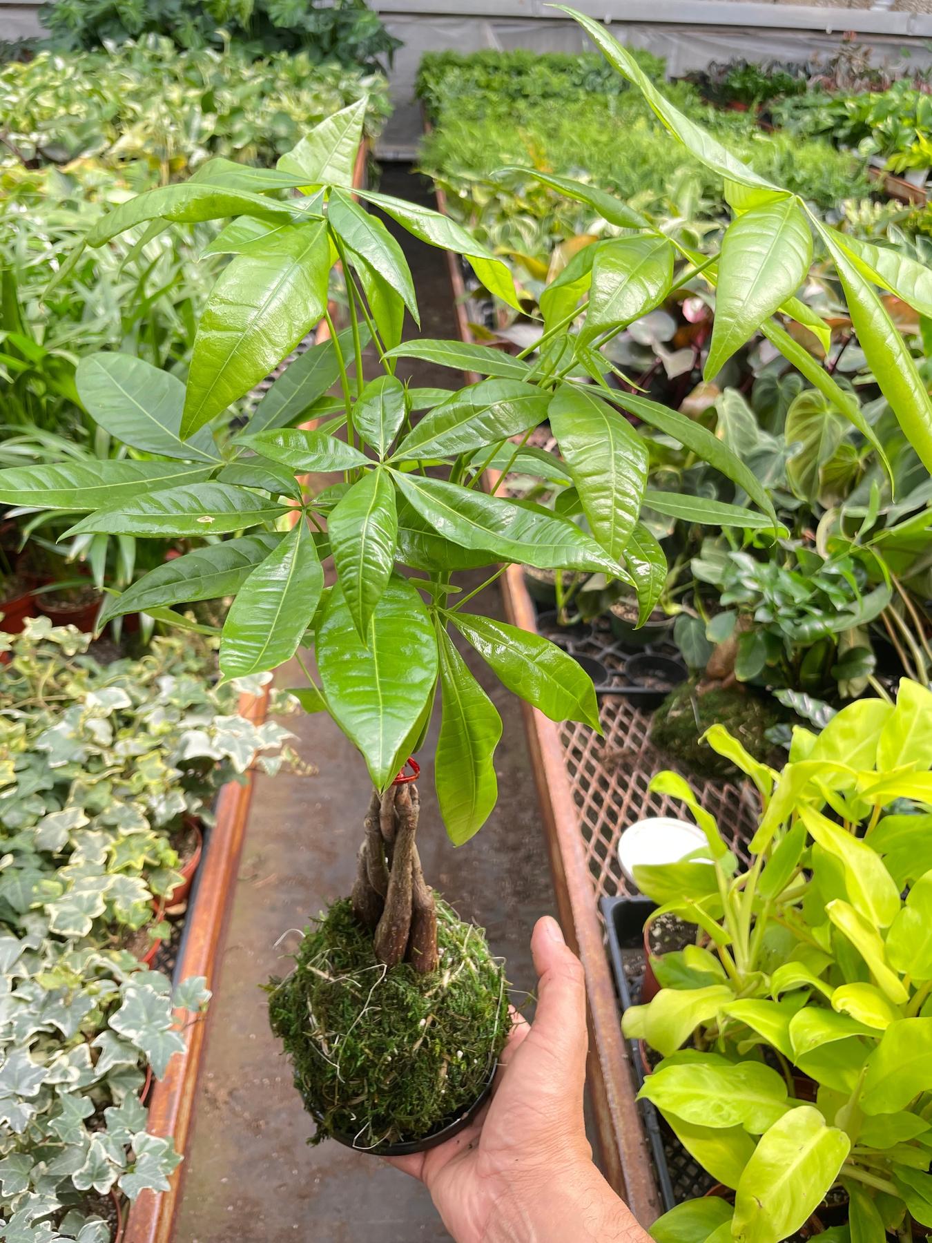 Money Tree 'Guiana Chestnut' Pachira Braid Kokedama-The Succulent Source