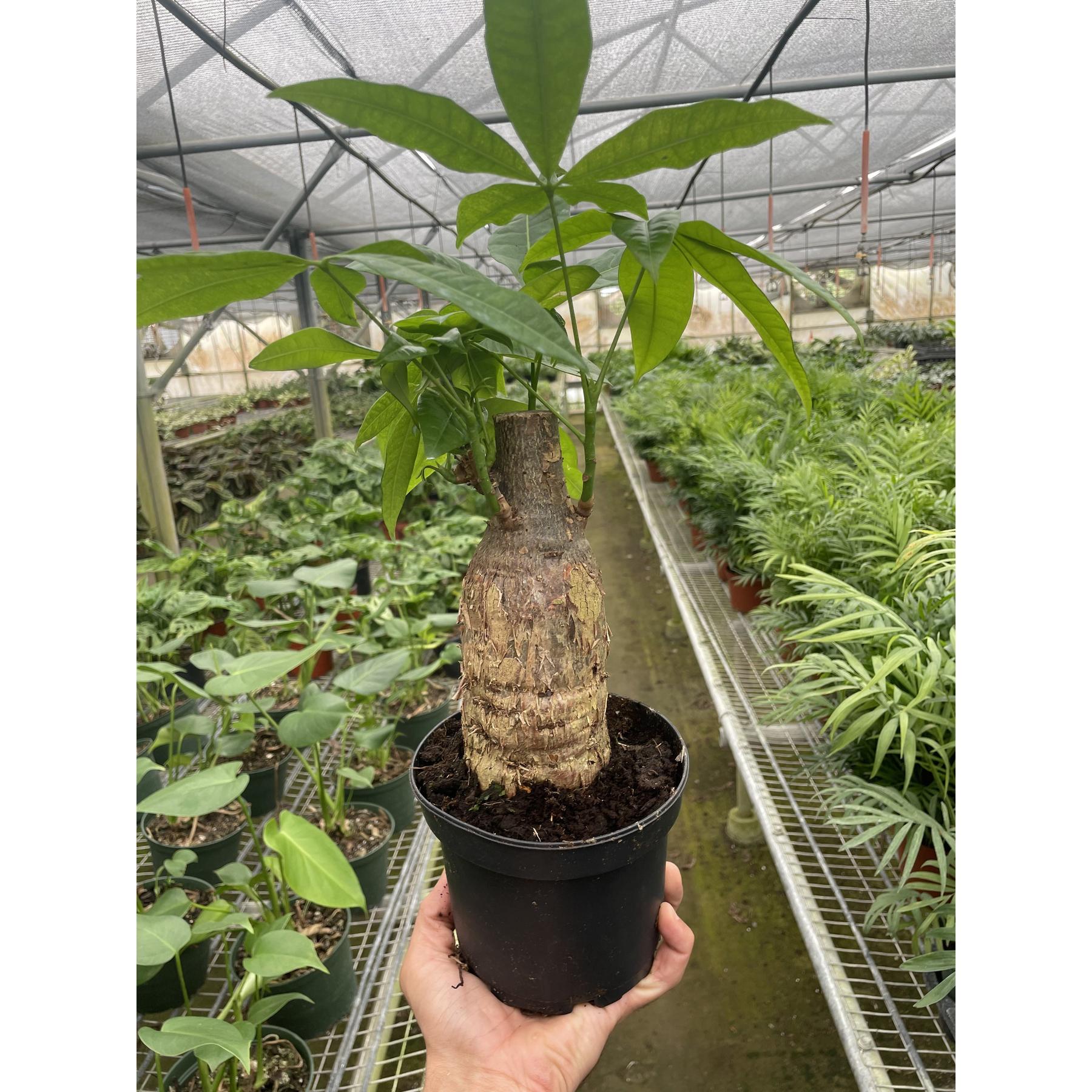 Money Tree 'Guiana Chestnut' Pachira Stump-Indoor Plants-The Succulent Source