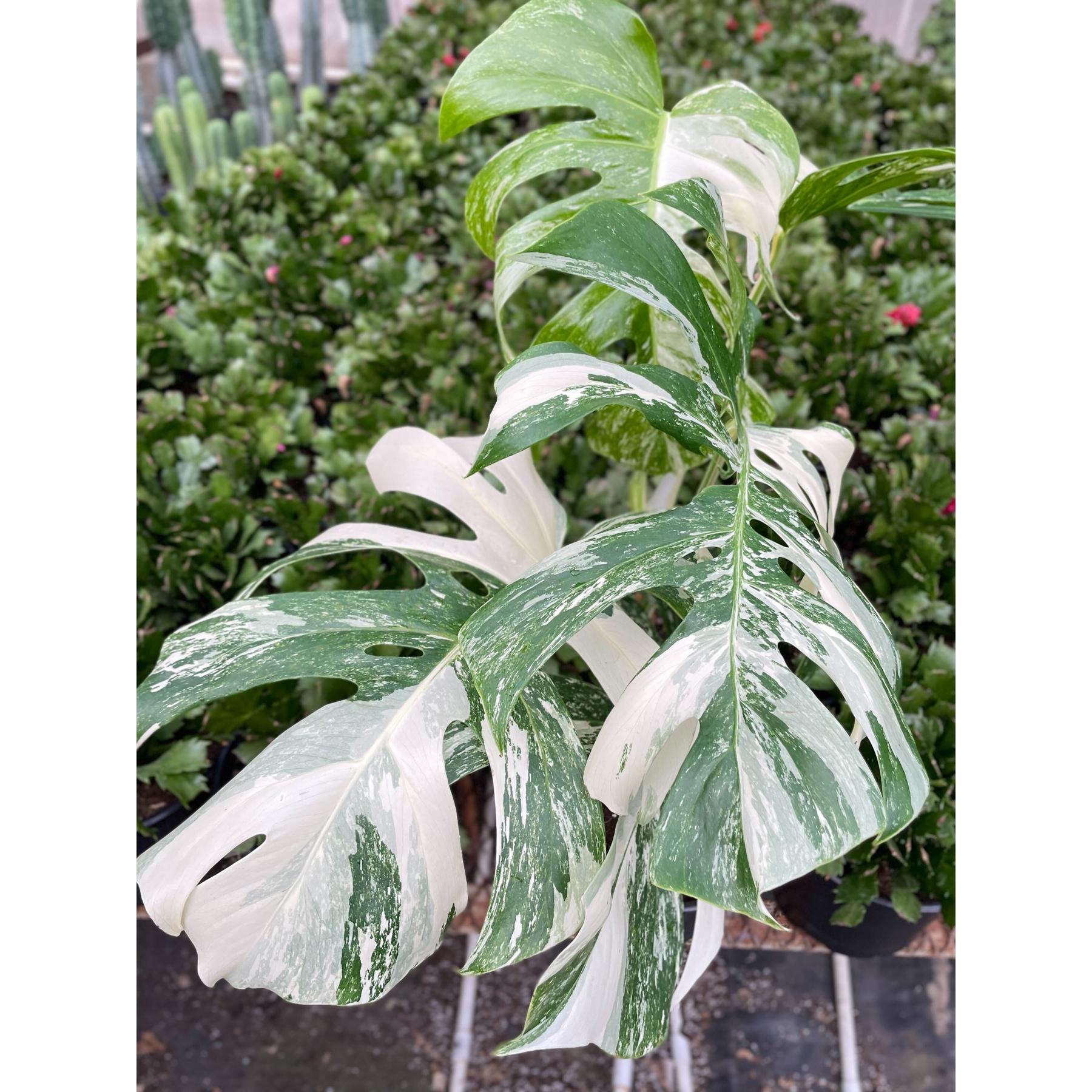 Monstera 'Albo Borsigiana Variegated'-The Succulent Source