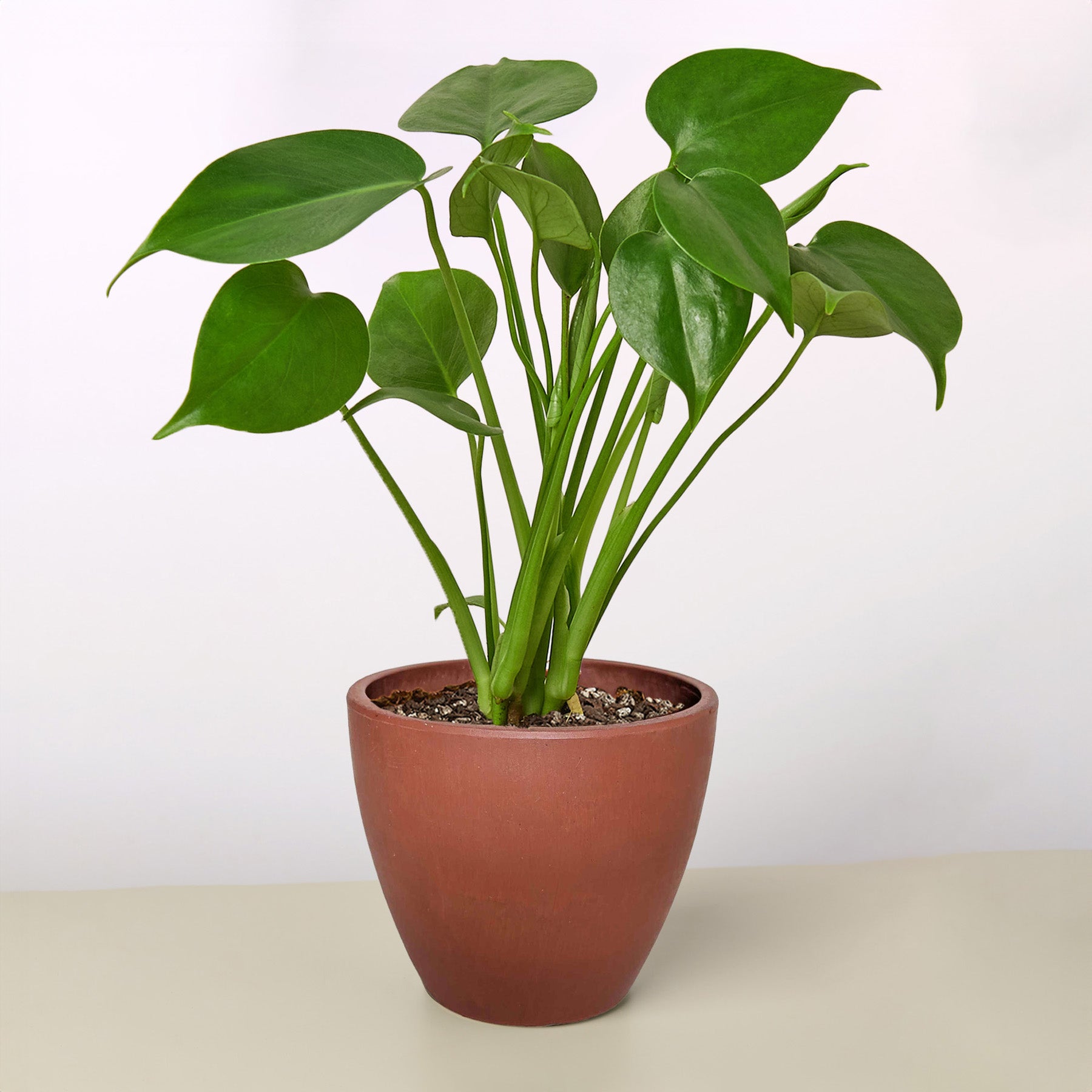Monstera 'Split-Leaf'-Indoor Plants-The Succulent Source