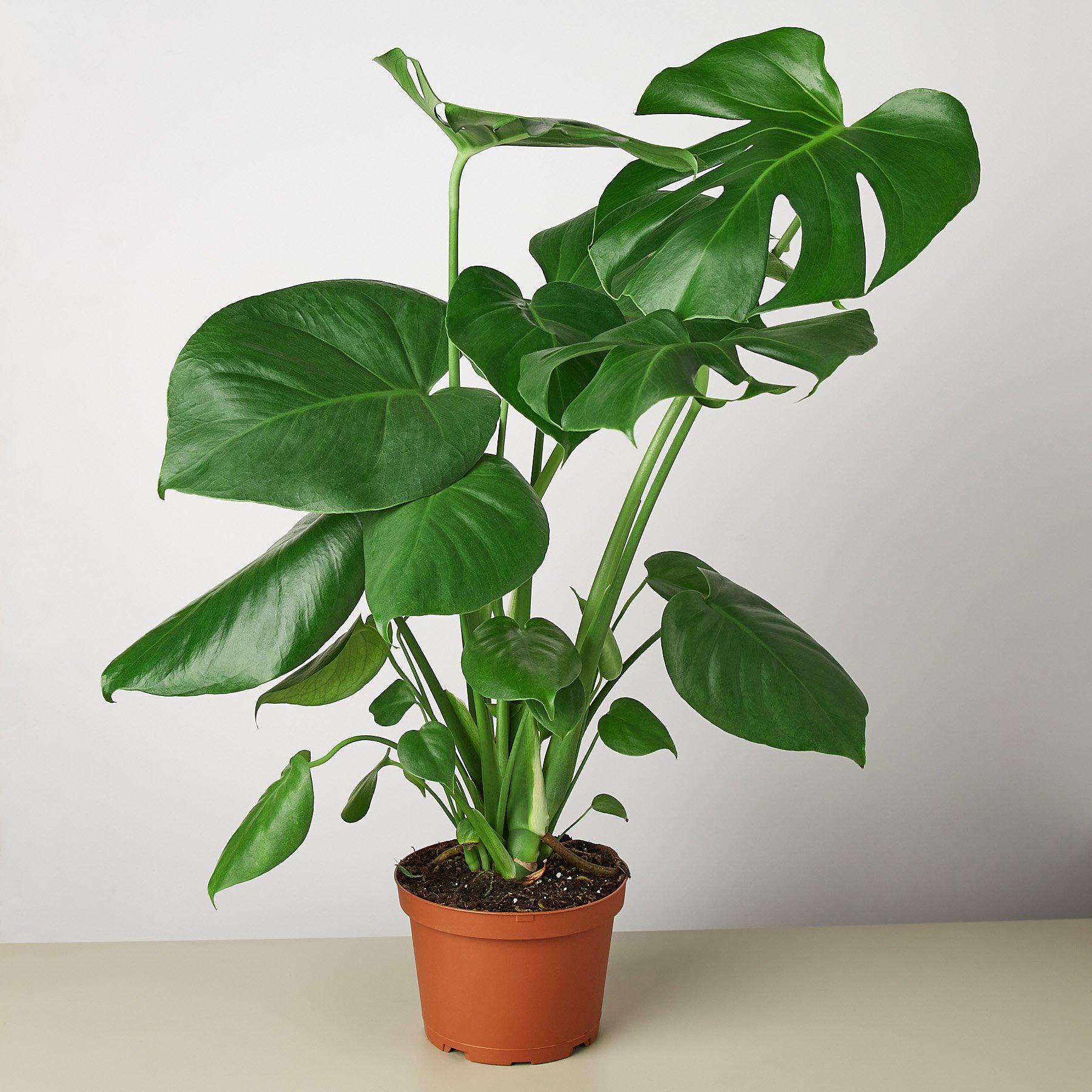 Monstera 'Split-Leaf'-Indoor Plants-The Succulent Source