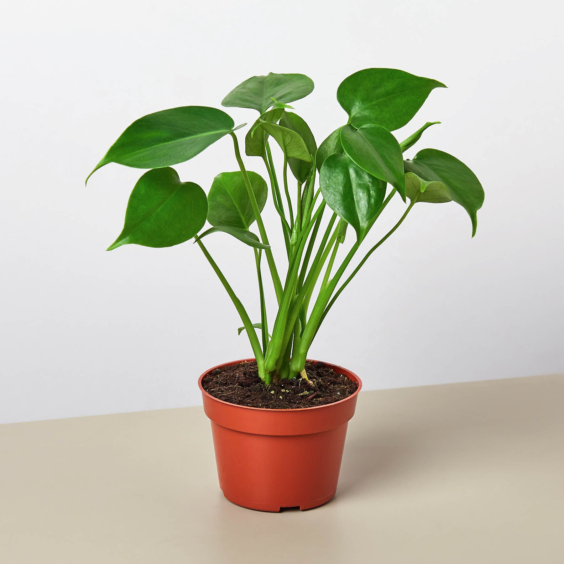 Monstera 'Split-Leaf'-Indoor Plants-The Succulent Source