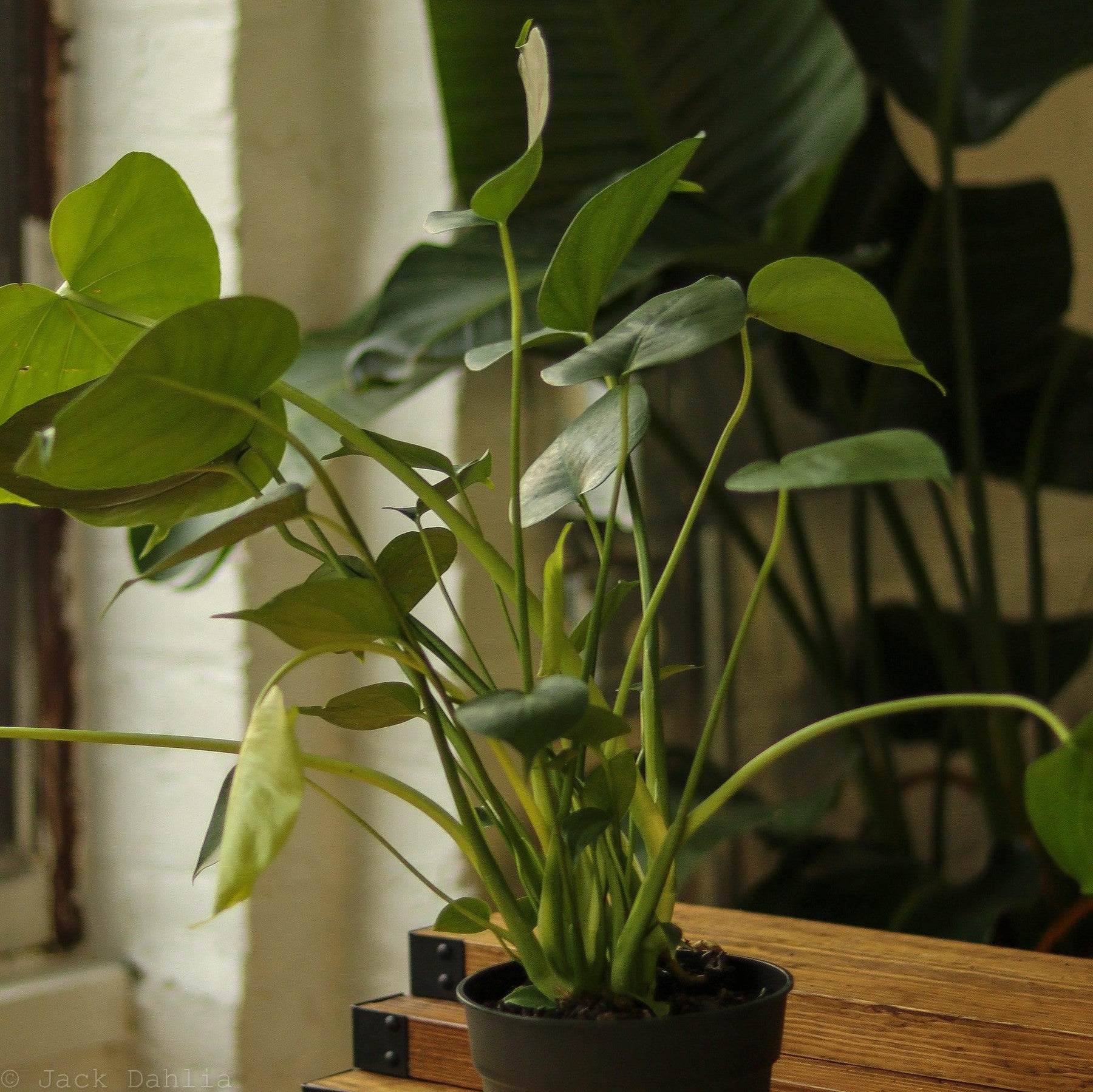 Monstera deliciosa - Split-Leaf Philodendron-Potted Houseplants-The Succulent Source