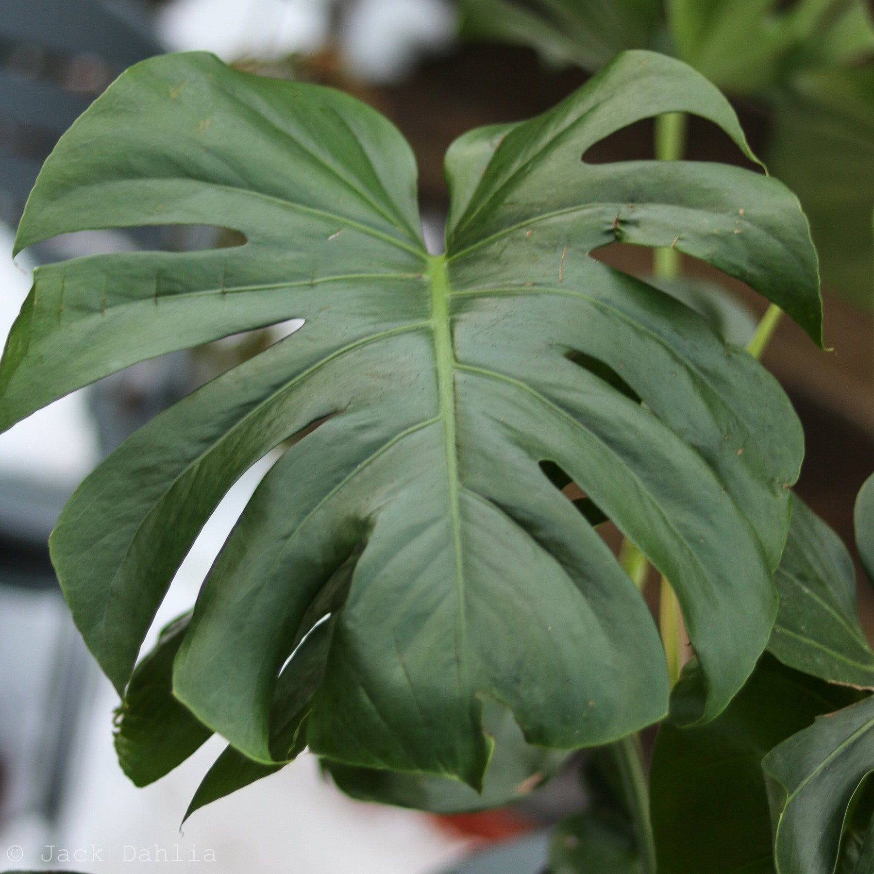 Monstera deliciosa - Split-Leaf Philodendron-Potted Houseplants-The Succulent Source