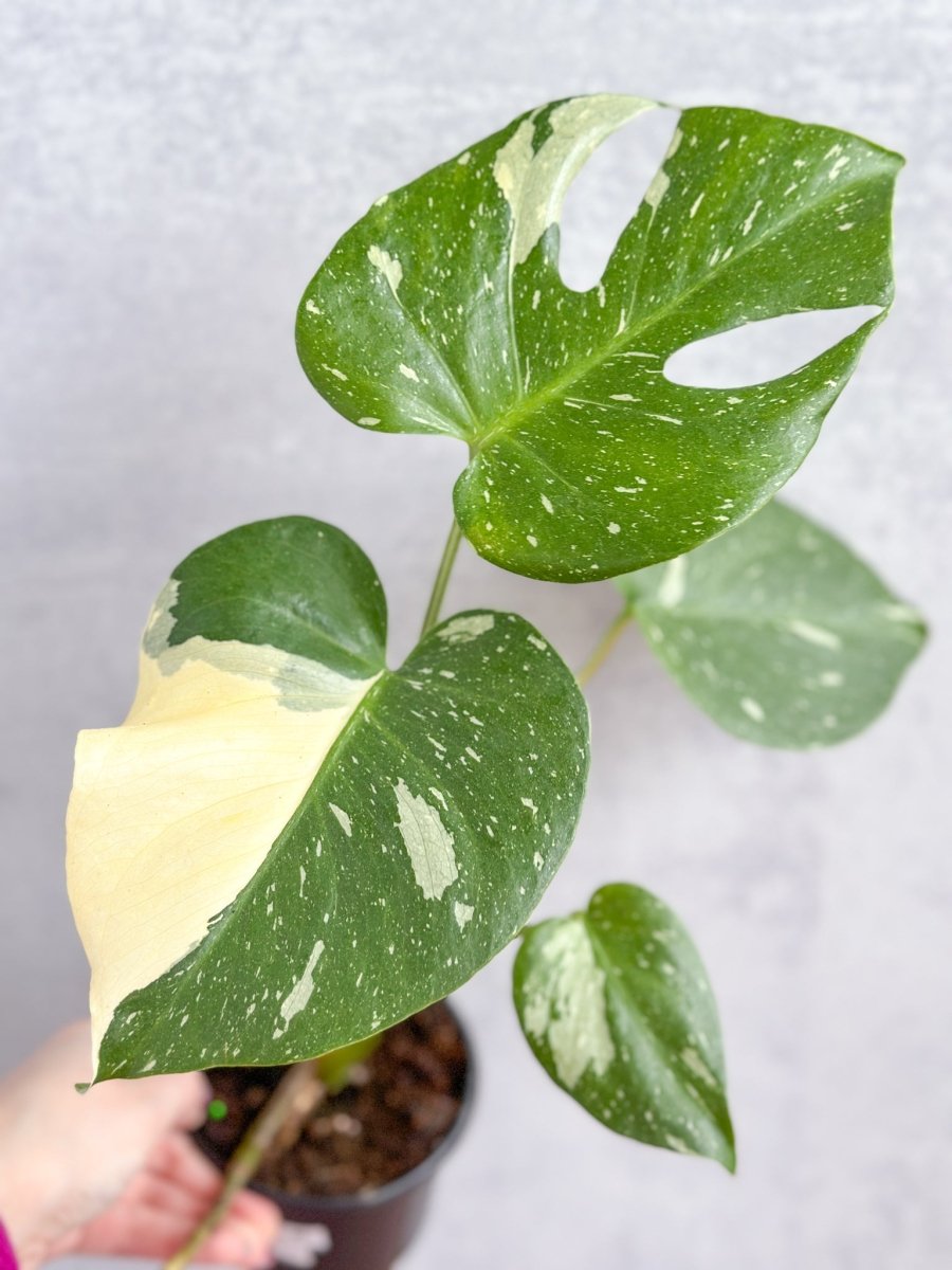 Monstera deliciosa 'Thai Constellation'-Potted Houseplants-The Succulent Source