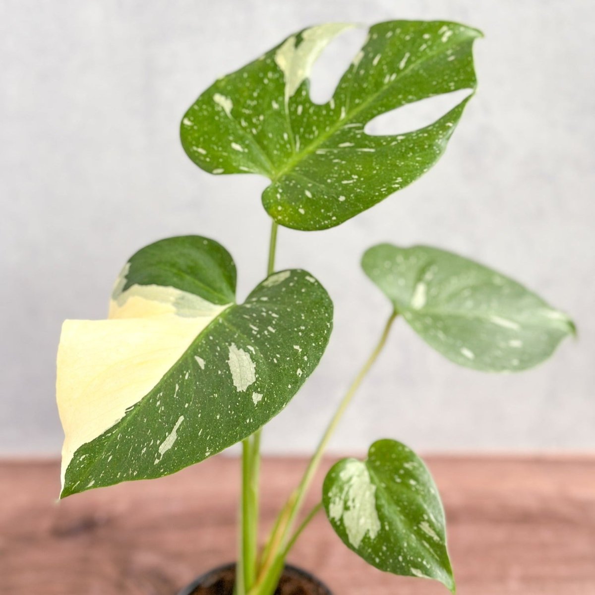 Monstera deliciosa 'Thai Constellation'-Potted Houseplants-The Succulent Source