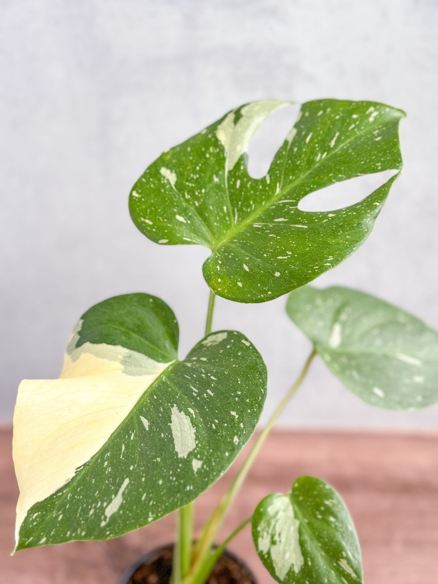 Monstera deliciosa 'Thai Constellation'-Potted Houseplants-The Succulent Source